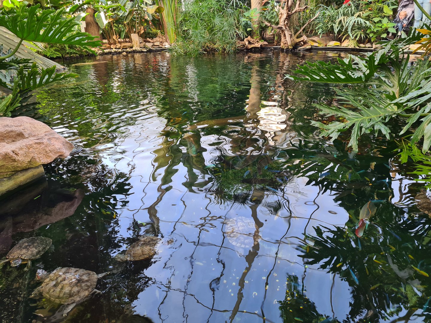 Tropical pond - Top view