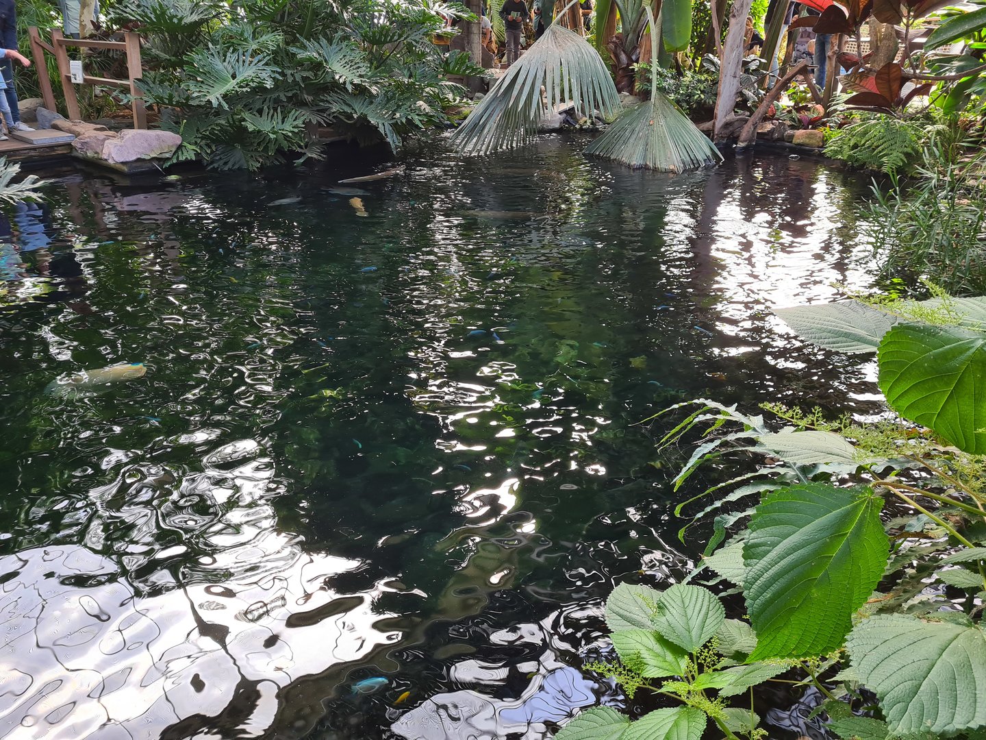 Tropical pond - Top view