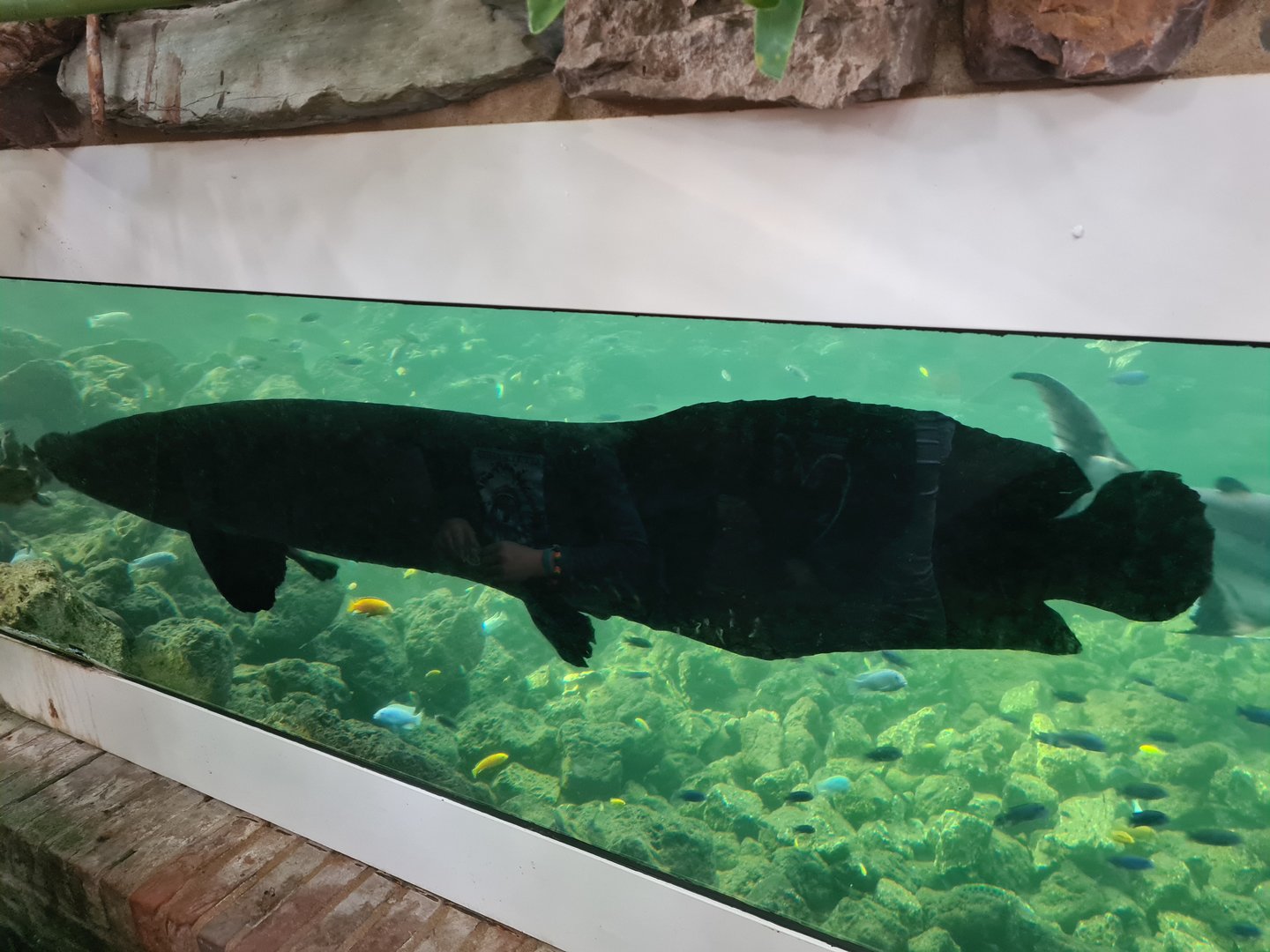 Tropical pond - Viewing window