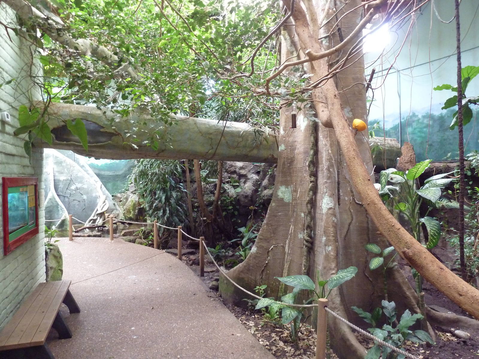Tropical Rain Forest (Boa Constrictor exhibit inside overhead log)