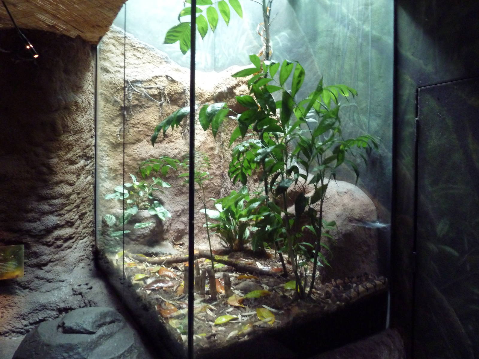Tropical Rain Forest Building - Bushmaster Exhibit