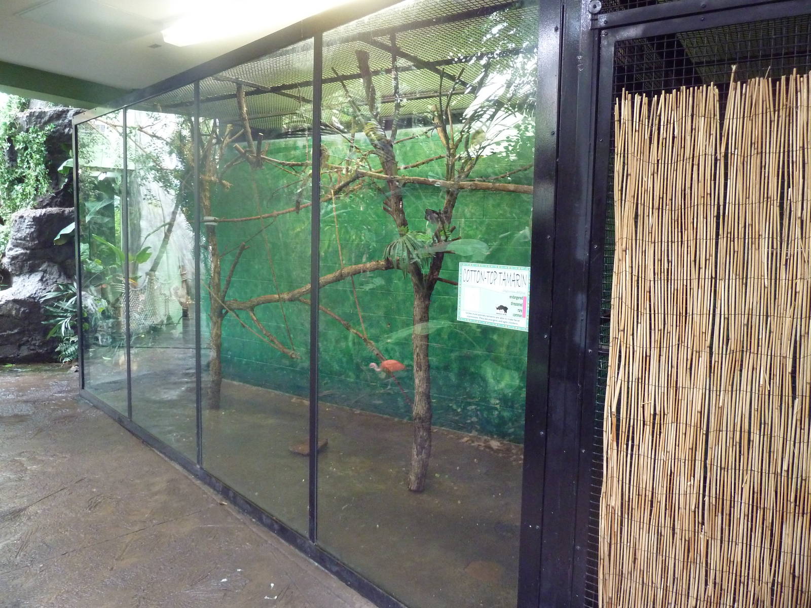 Tropical Rain Forest Building - Cotton-Top Tamarin Exhibit