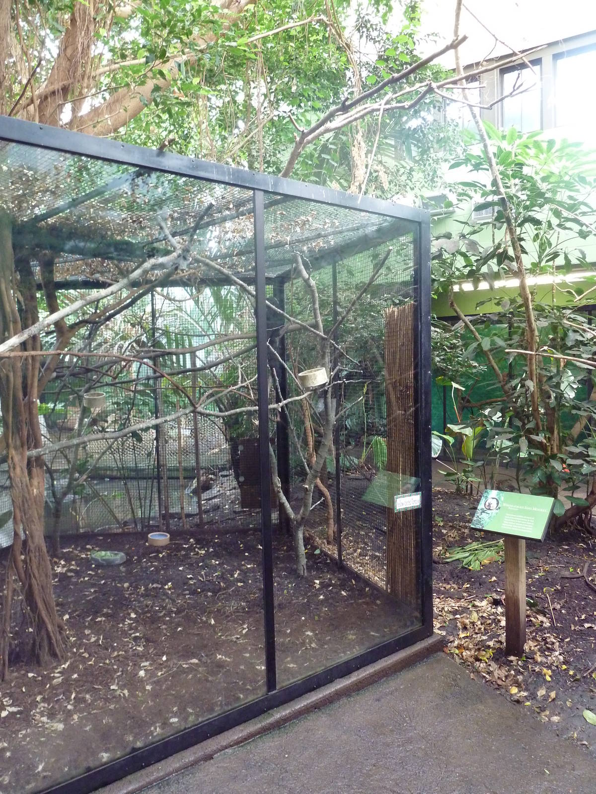 Tropical Rain Forest Building - White-Faced Saki Monkey Exhibit