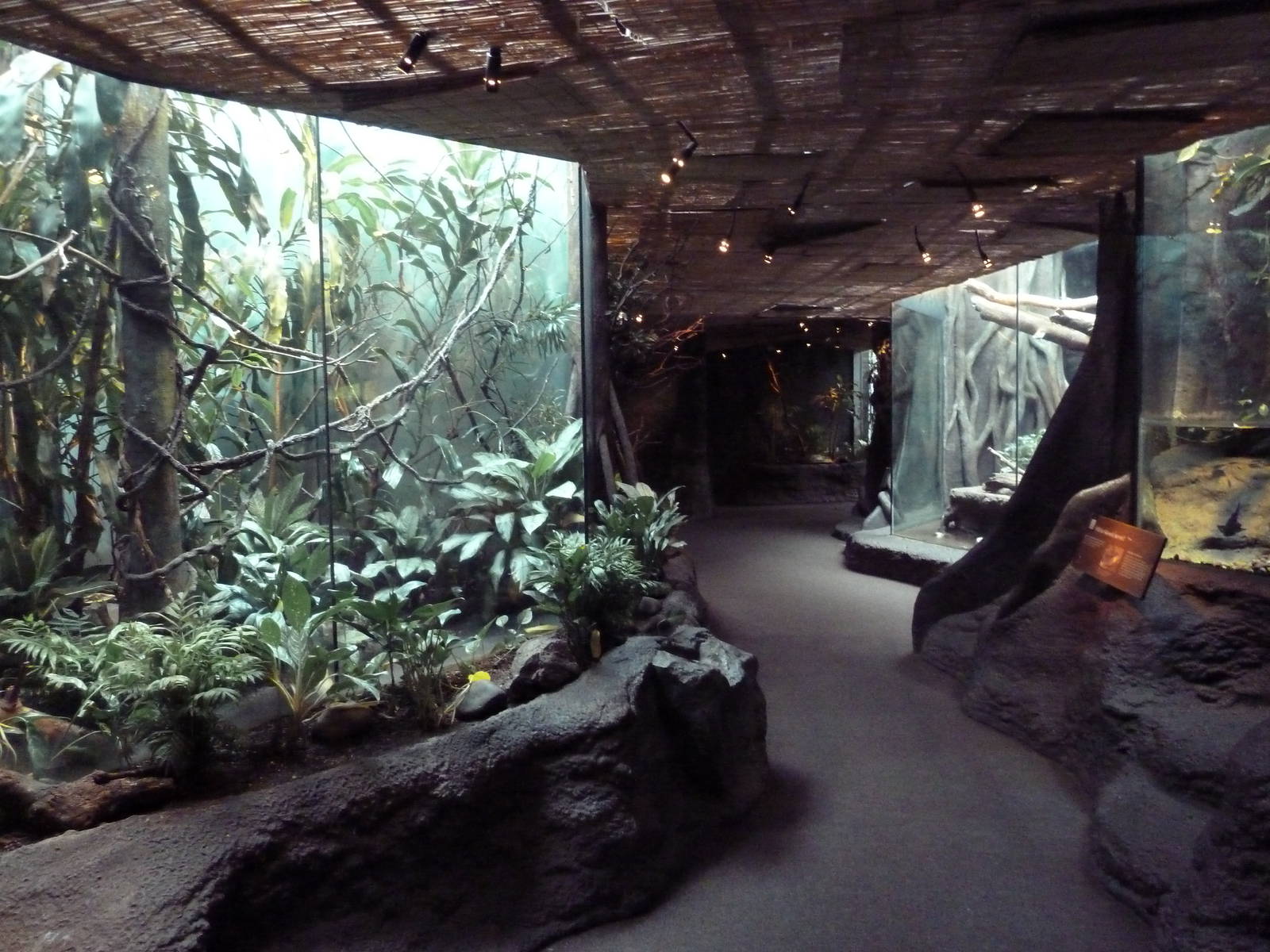 Tropical Rain Forest Building