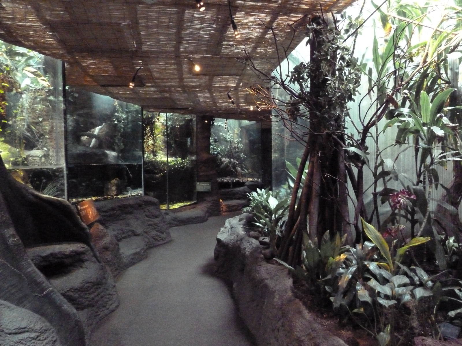 Tropical Rain Forest Building