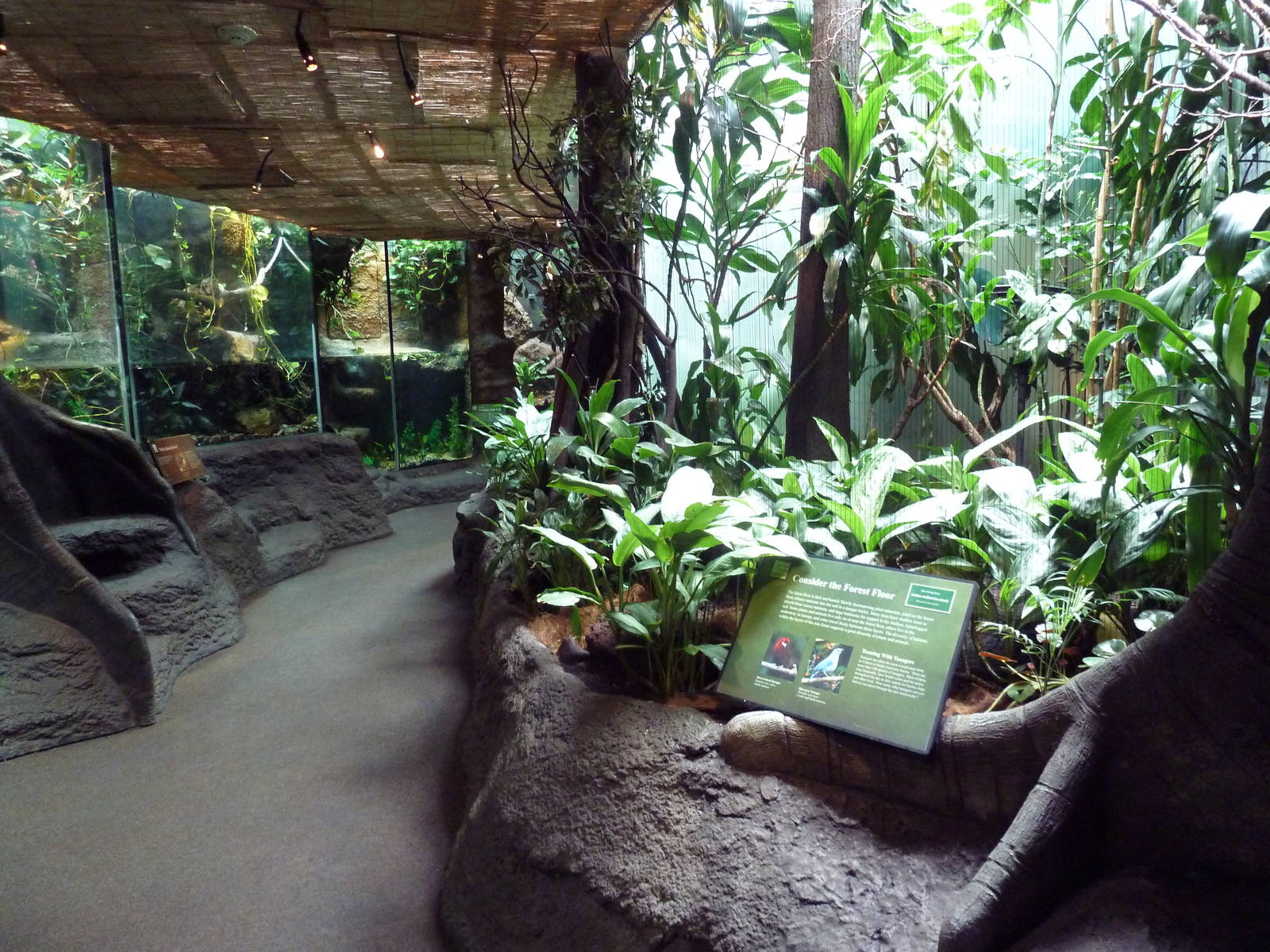 Tropical Rain Forest Building