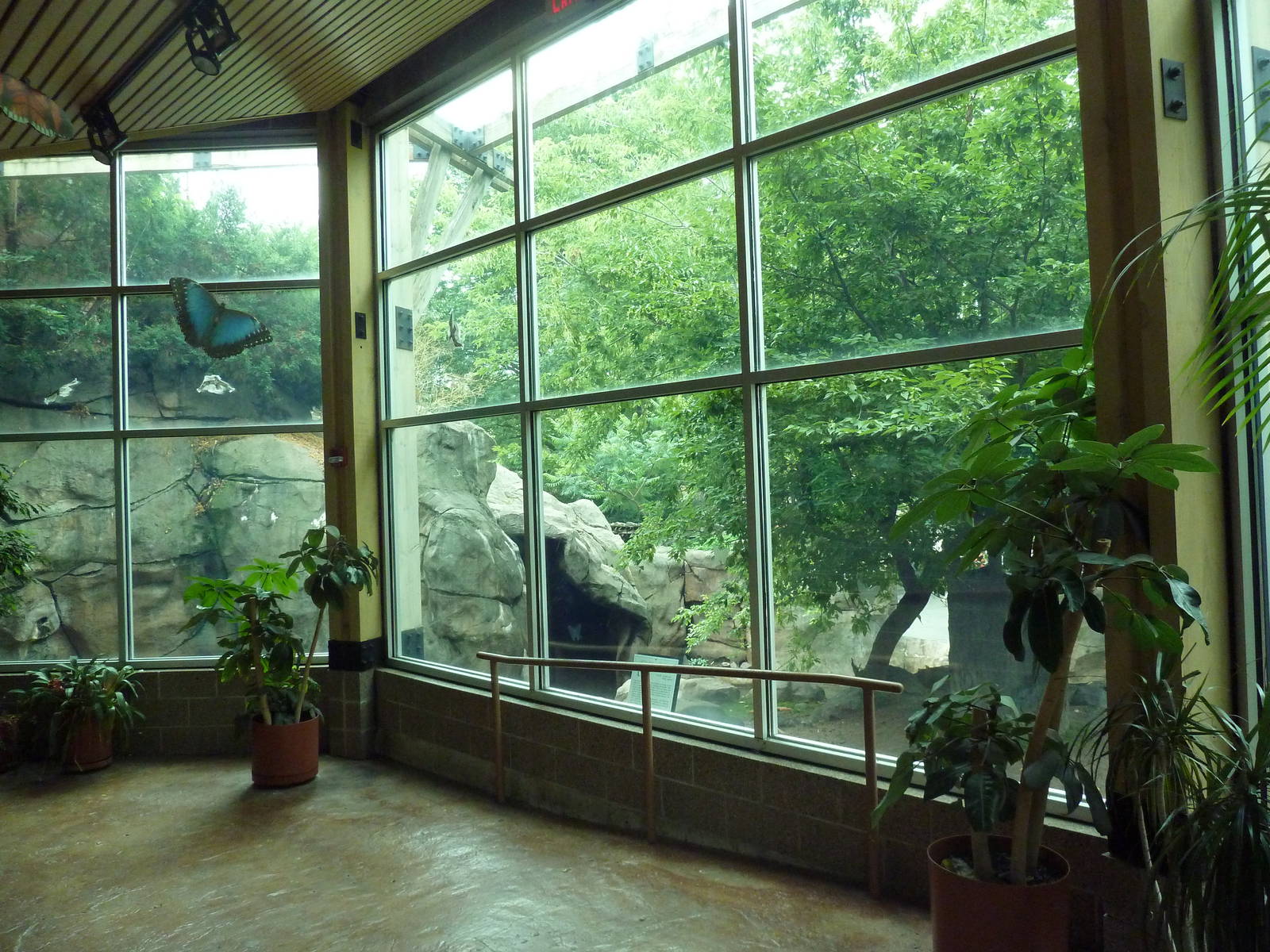 Tropical Rain Forest - Capybara Exhibit