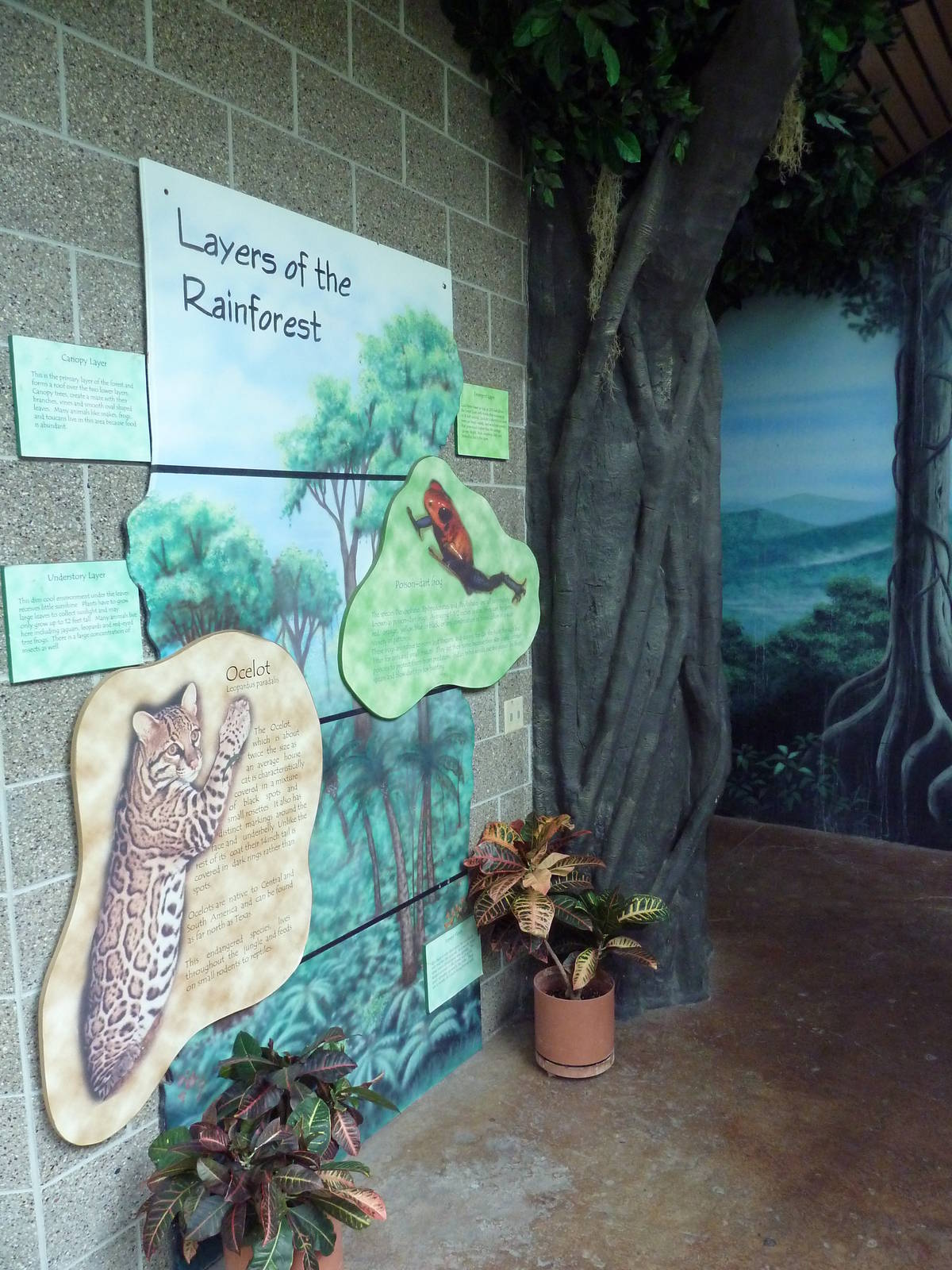 Tropical Rain Forest - Entrance Area