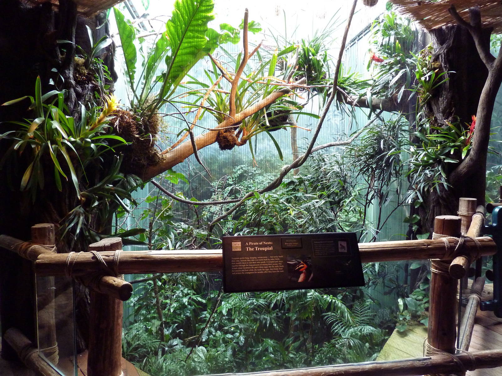 Tropical Rain Forest Exhibit - Aviary (2 Species)
