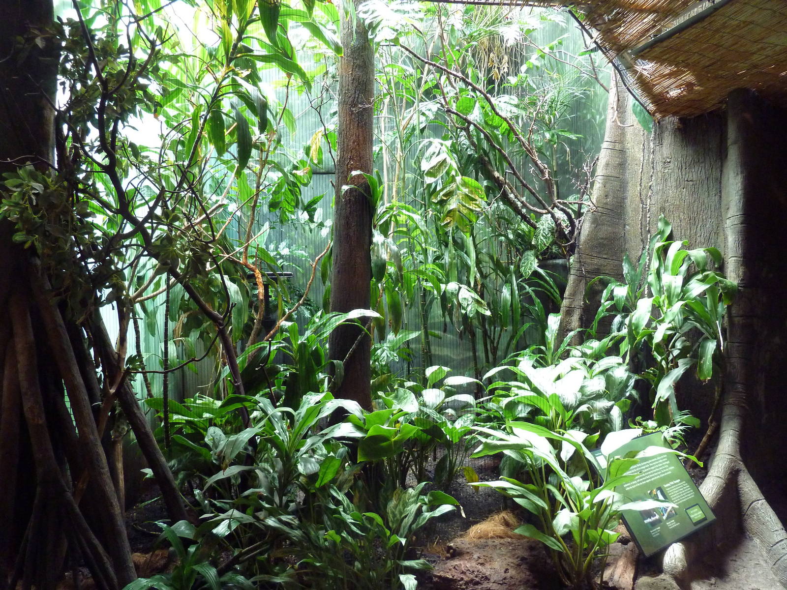 Tropical Rain Forest Exhibit - Aviary (3 Species)