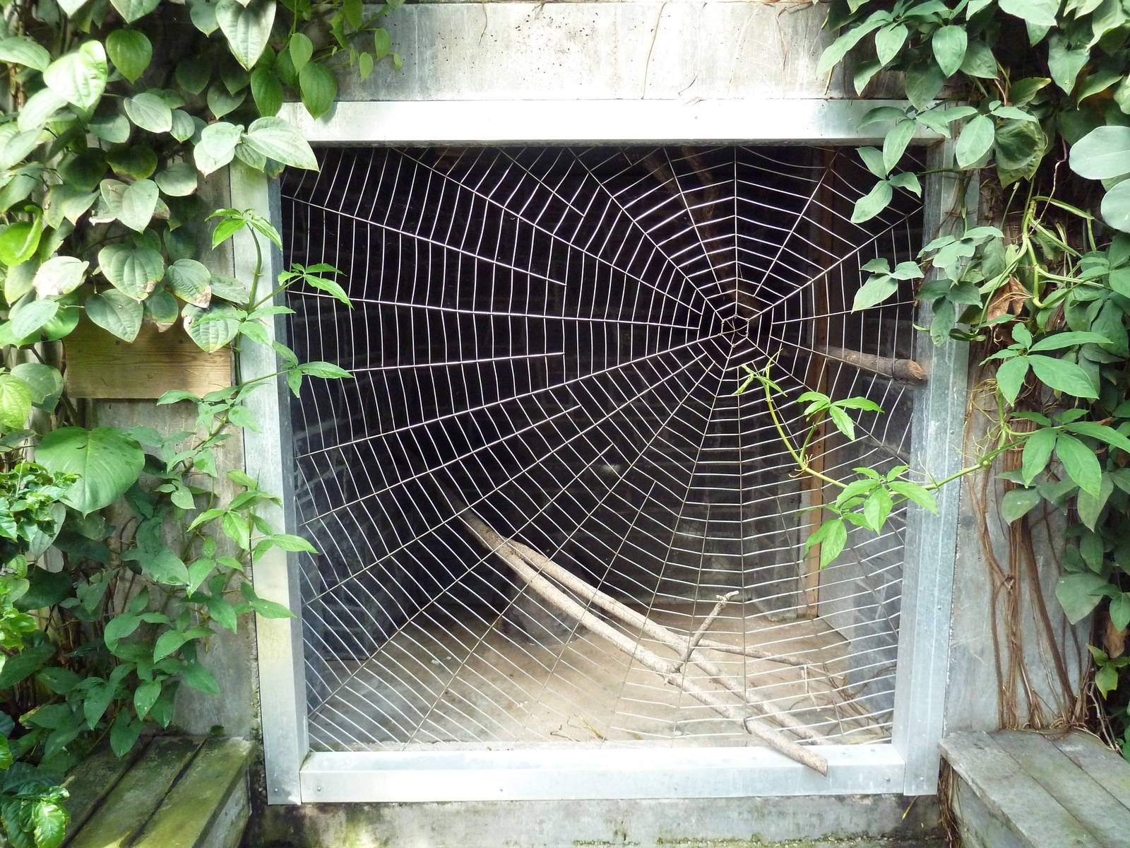 Tropical Rain Forest Exhibit - Famous Spider Web Containment
