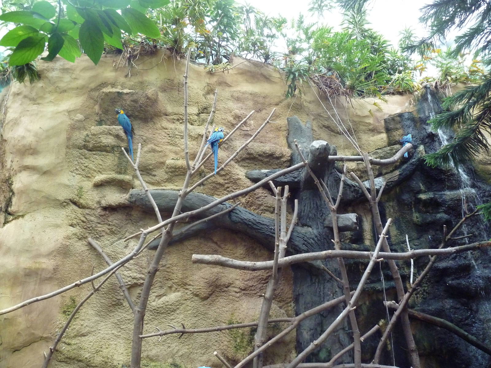 Tropical Rain Forest - Hyacinth Macaw Perches