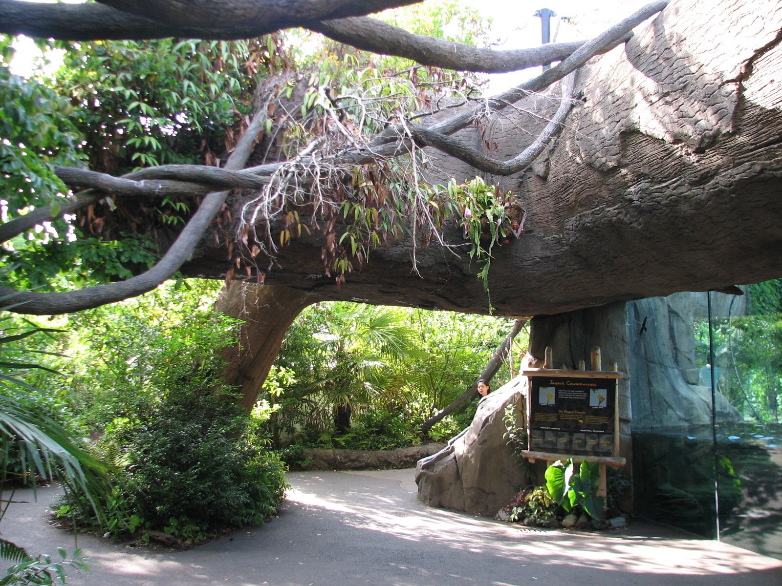 Tropical Rain Forest - Jaguar Cove Exhibit