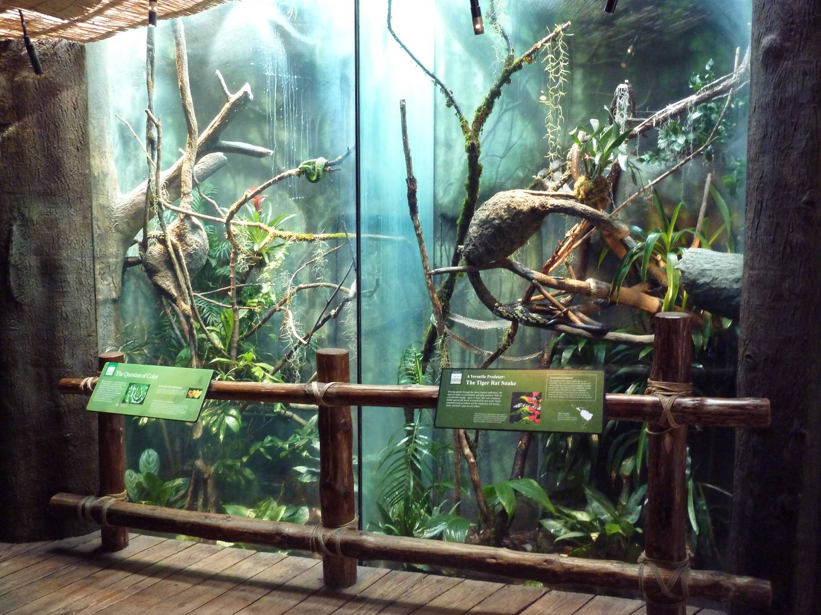 Tropical Rain Forest - Snake Exhibits
