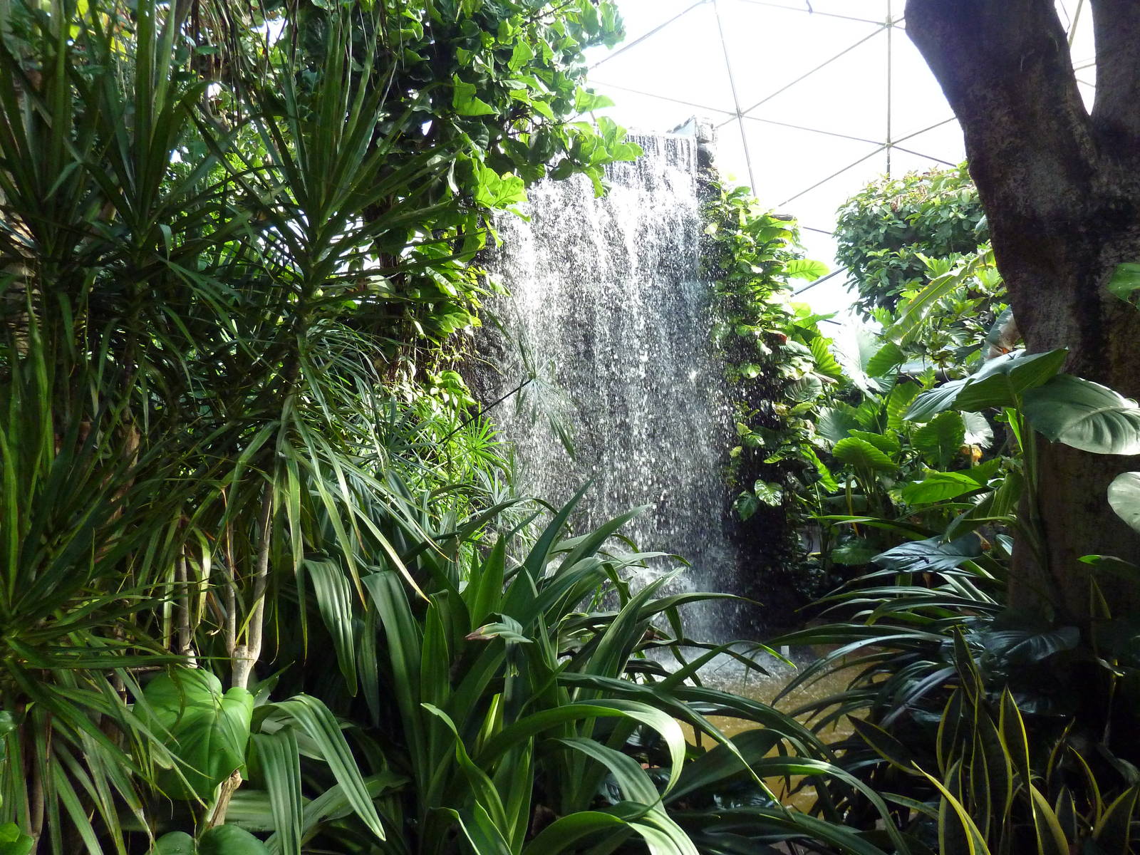 Tropical Rain Forest Waterfall