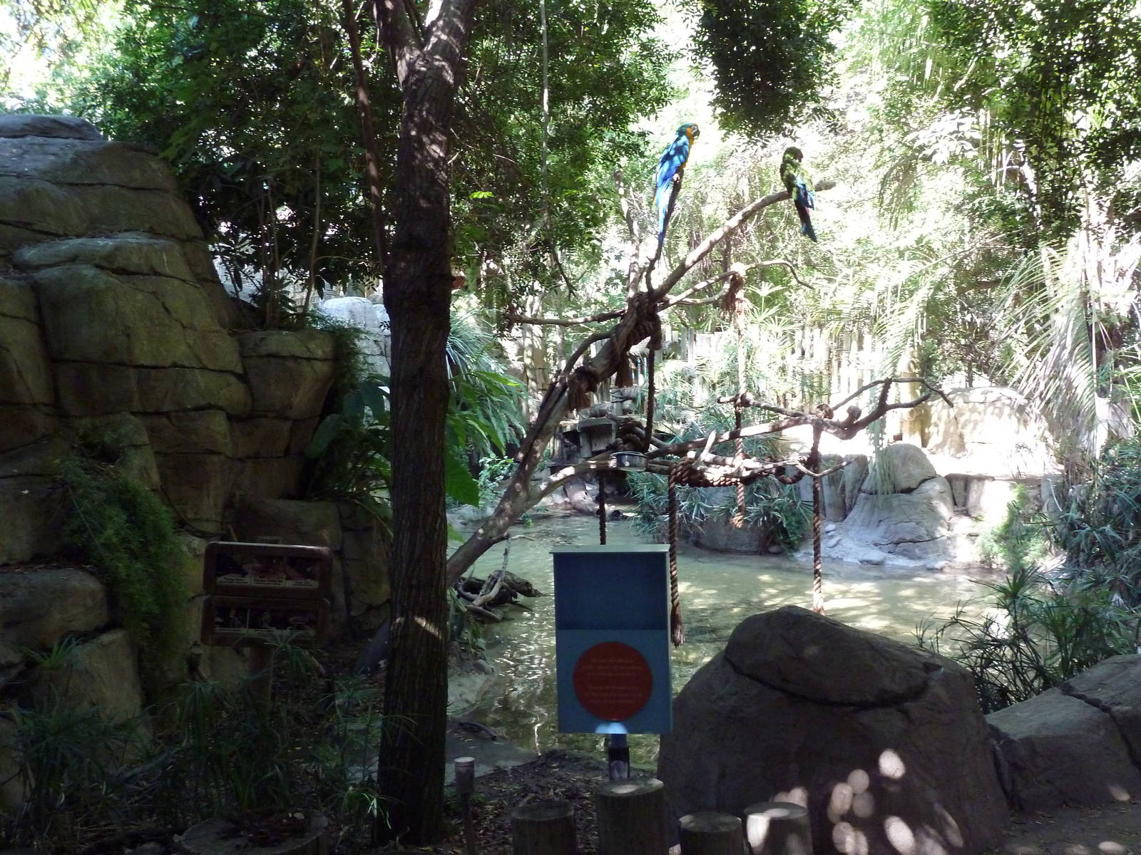 Tropical Rain Forest