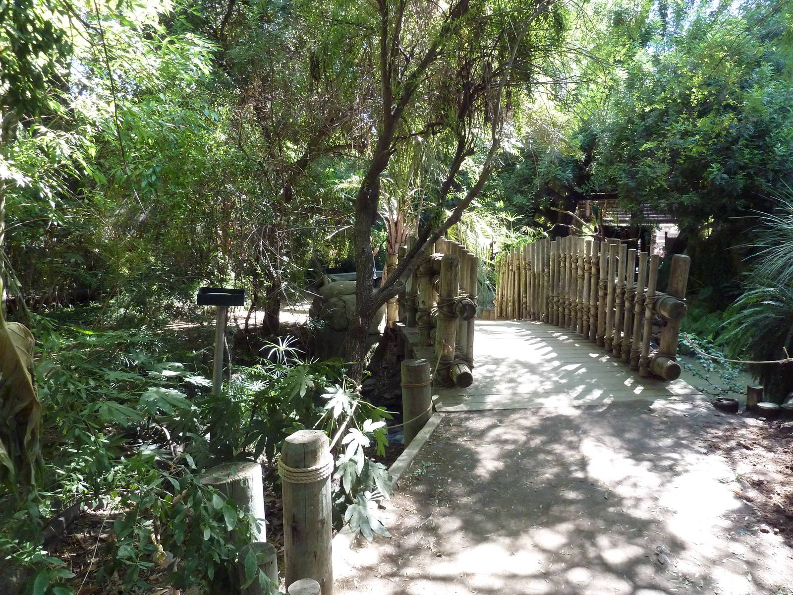 Tropical Rain Forest