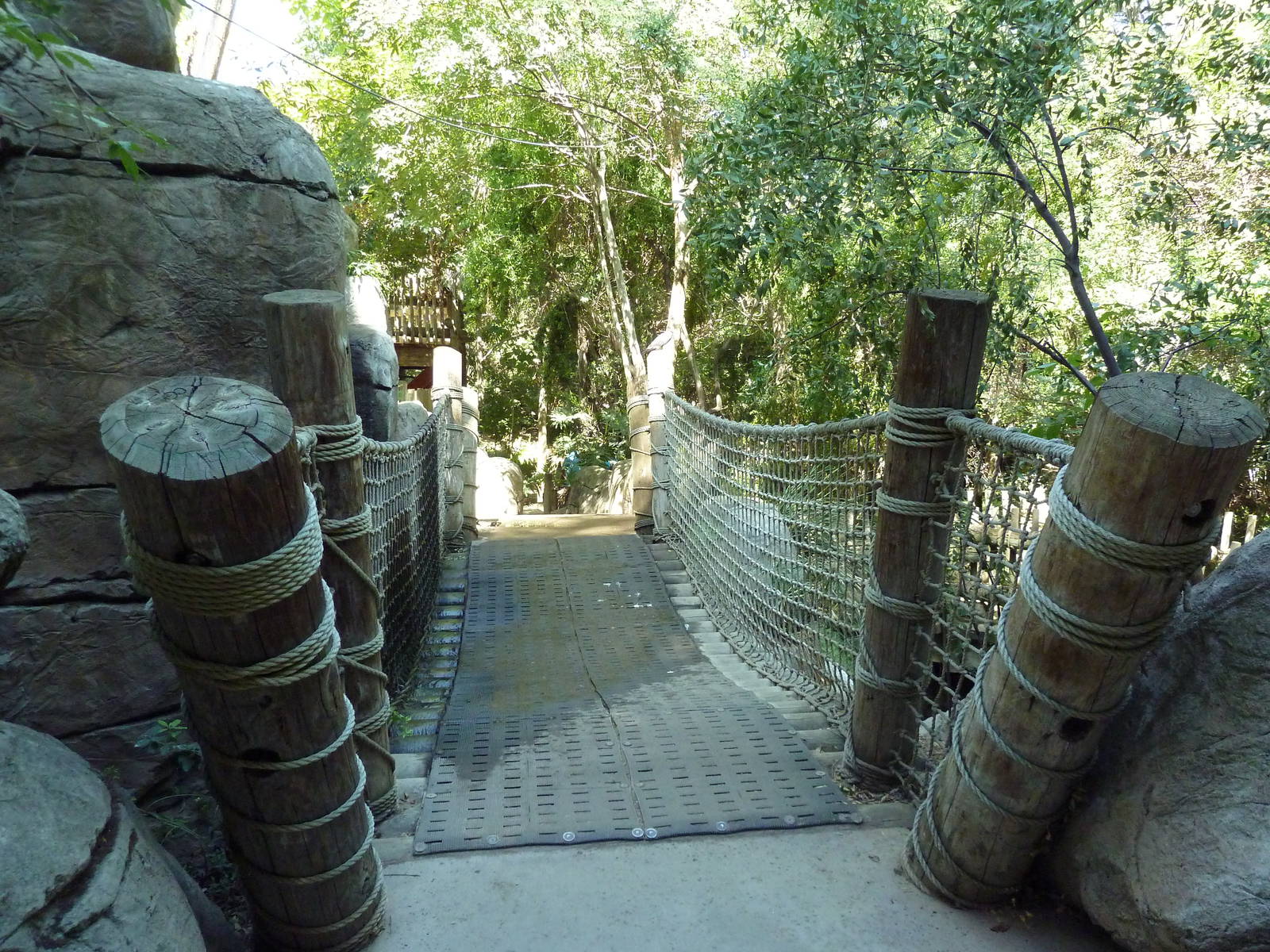 Tropical Rain Forest