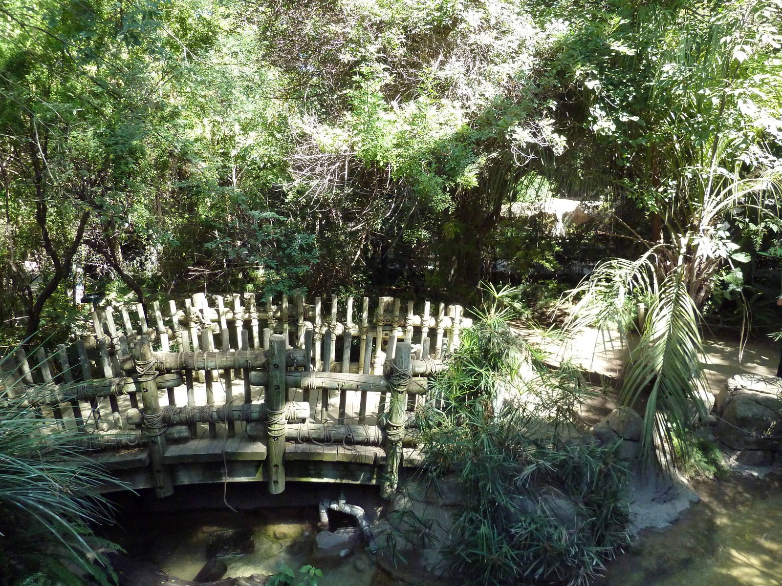 Tropical Rain Forest