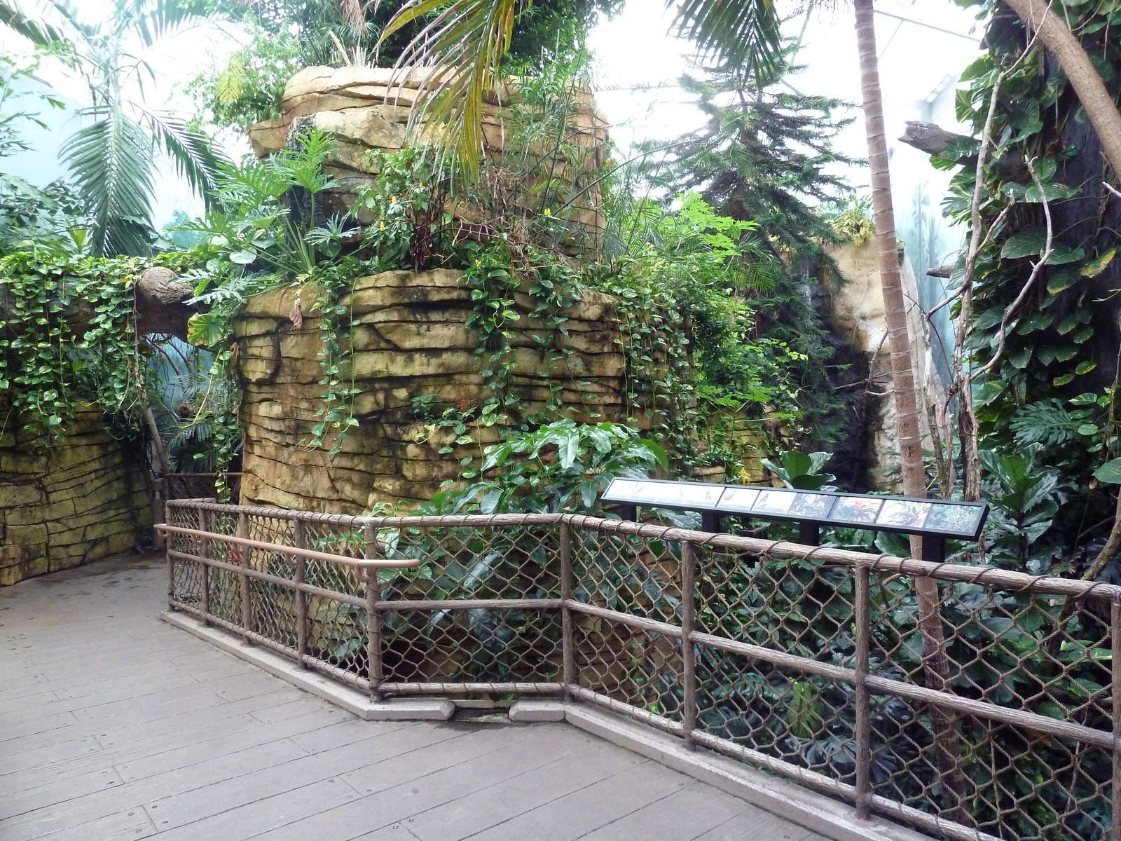 Tropical Rain Forest