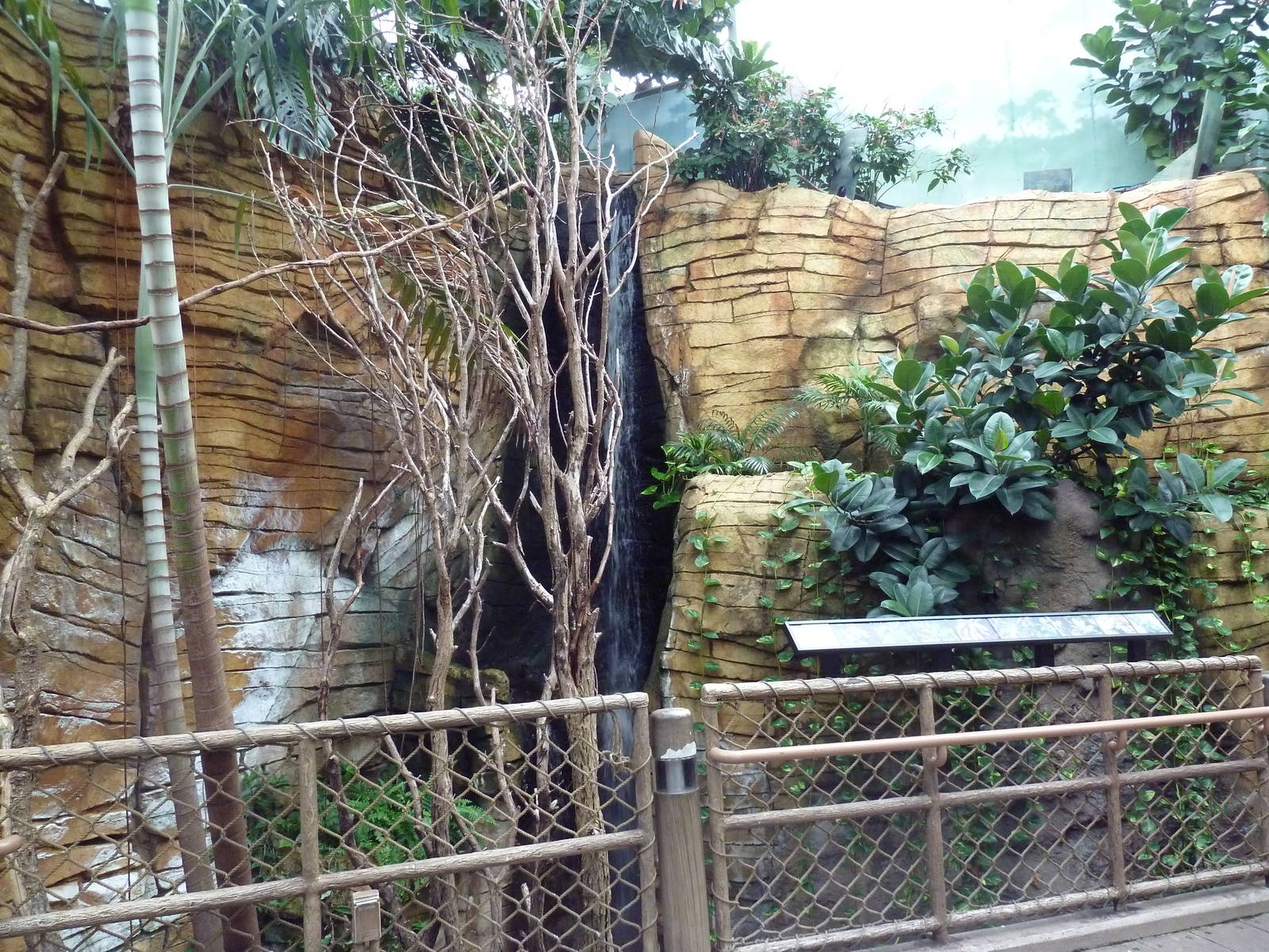 Tropical Rain Forest