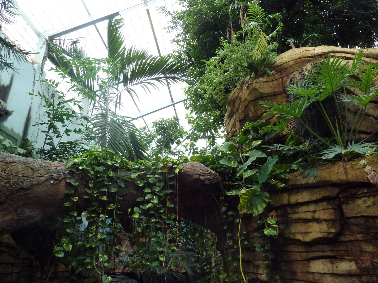 Tropical Rain Forest