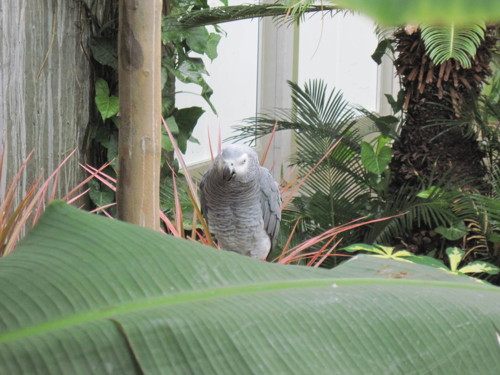 Tropical Rainforest-African Gray Parrot