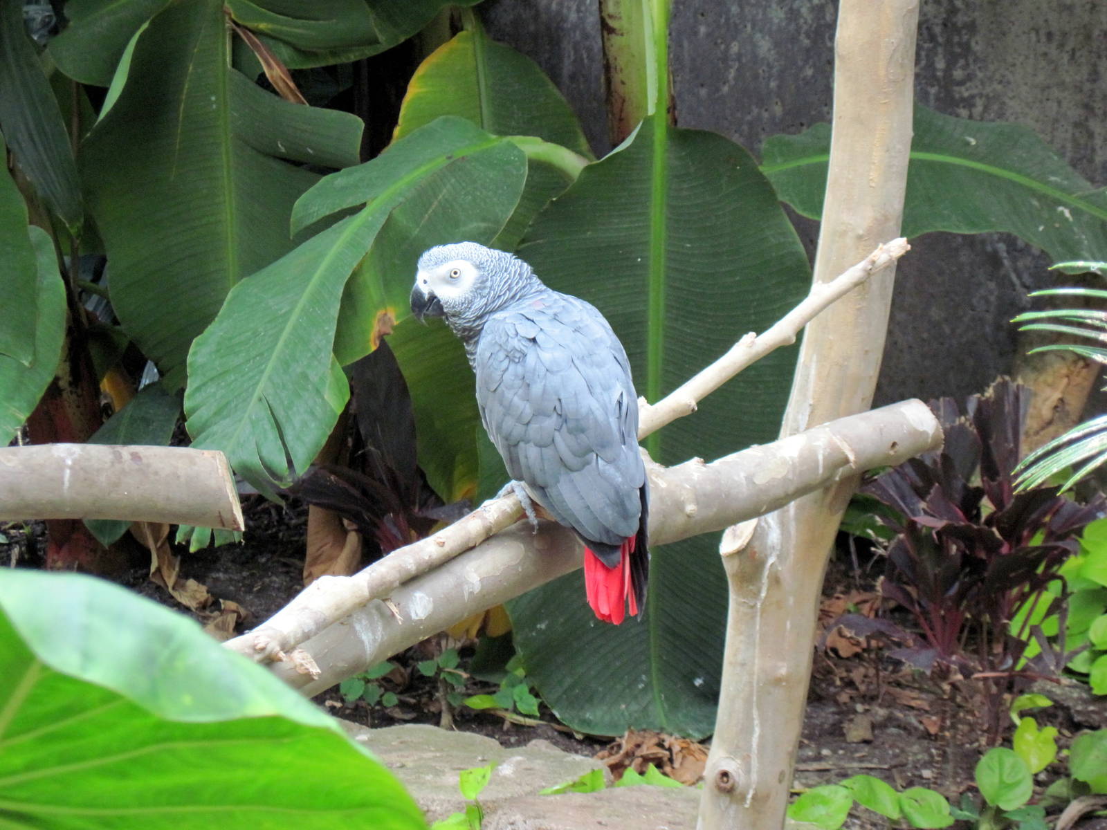Tropical Rainforest-African Gray Parrot