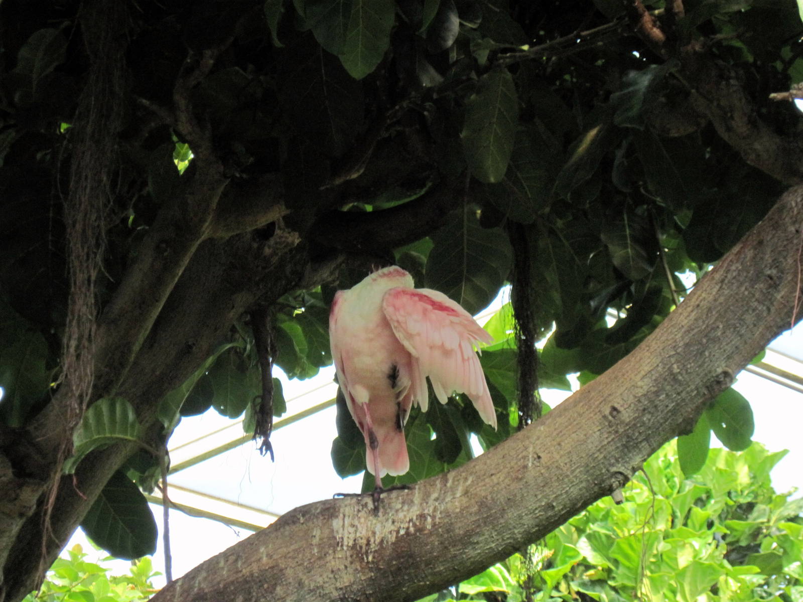 Tropical Rainforest-African Spoonbill