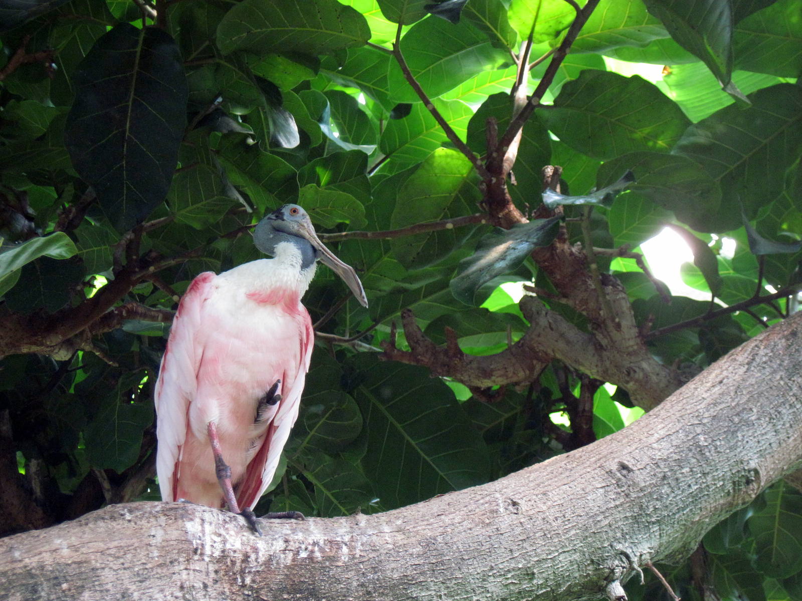 Tropical Rainforest-African Spoonbill