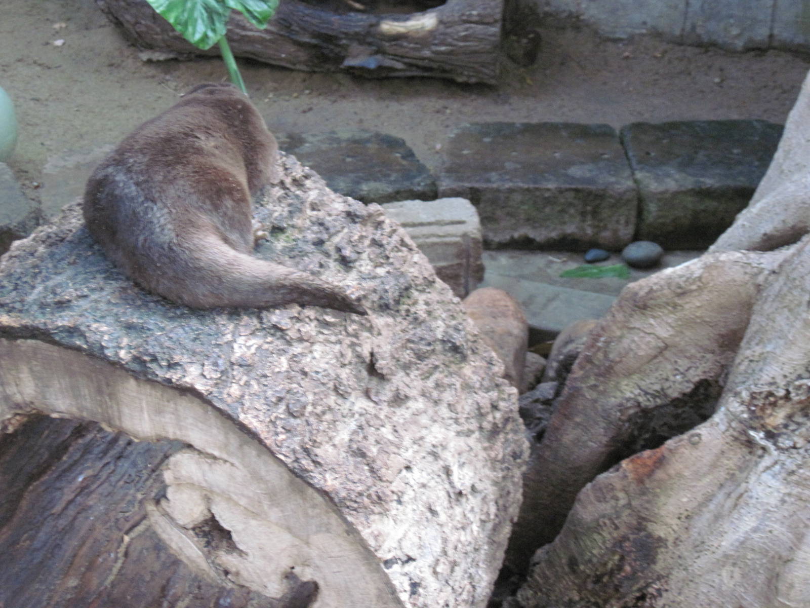 Tropical Rainforest-Asian Small Clawed Otter