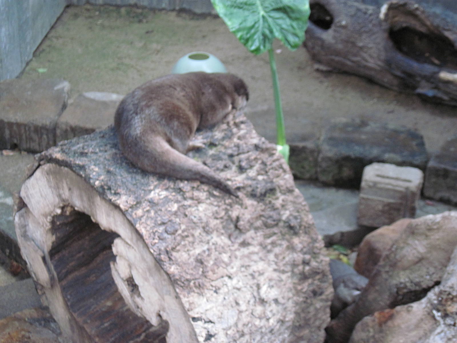 Tropical Rainforest-Asian Small Clawed Otter