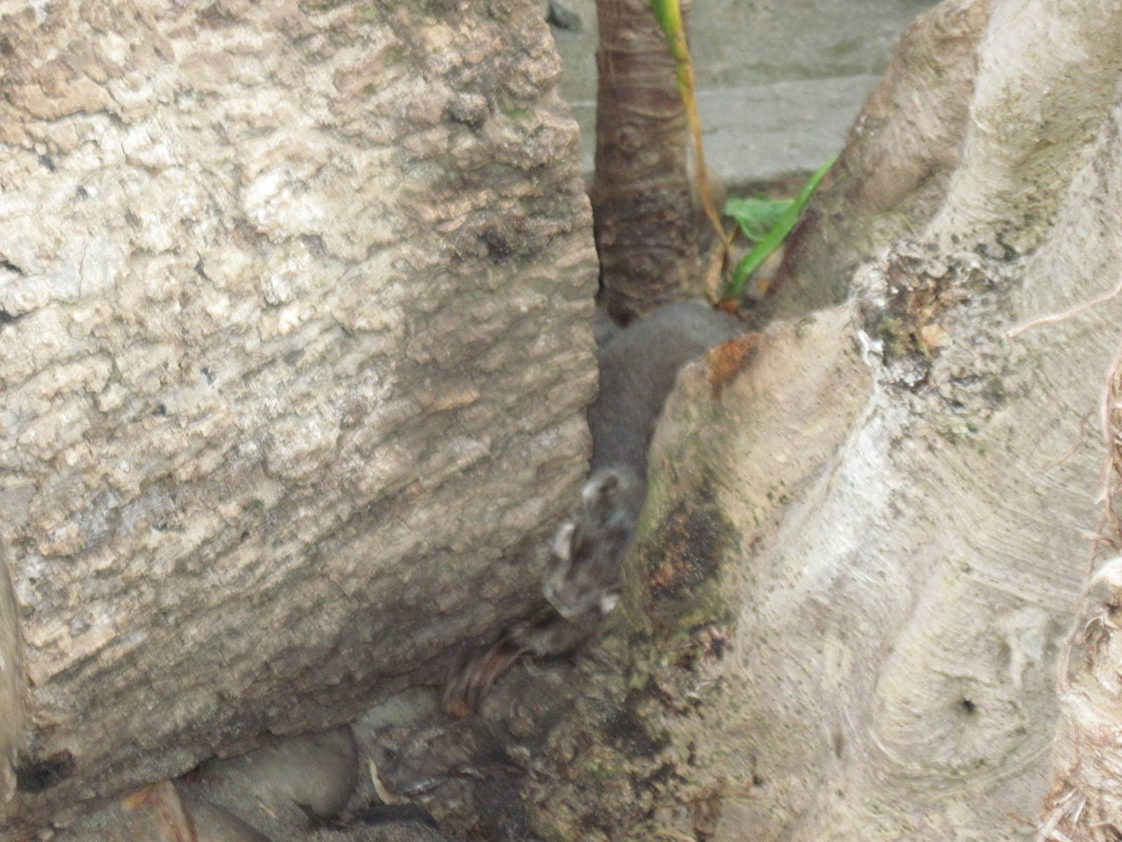 Tropical Rainforest-Asian Small Clawed Otter