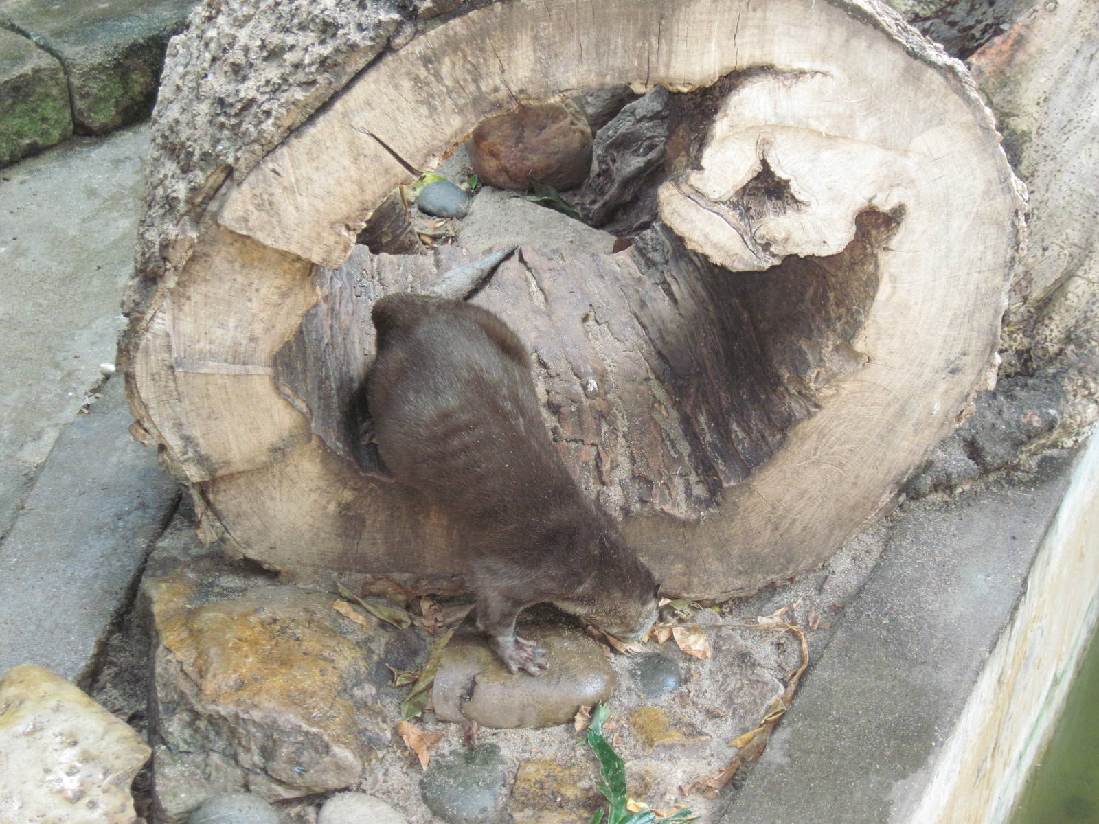Tropical Rainforest-Asian Small Clawed Otter