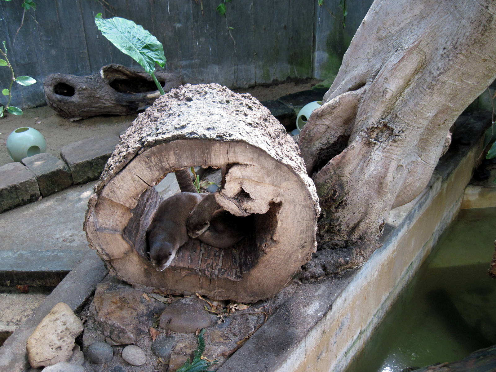 Tropical Rainforest-Asian Small-clawed Otters