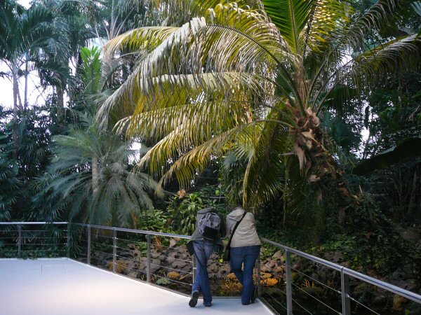 tropical rainforest at Lisbon Oceanario (aquarium)