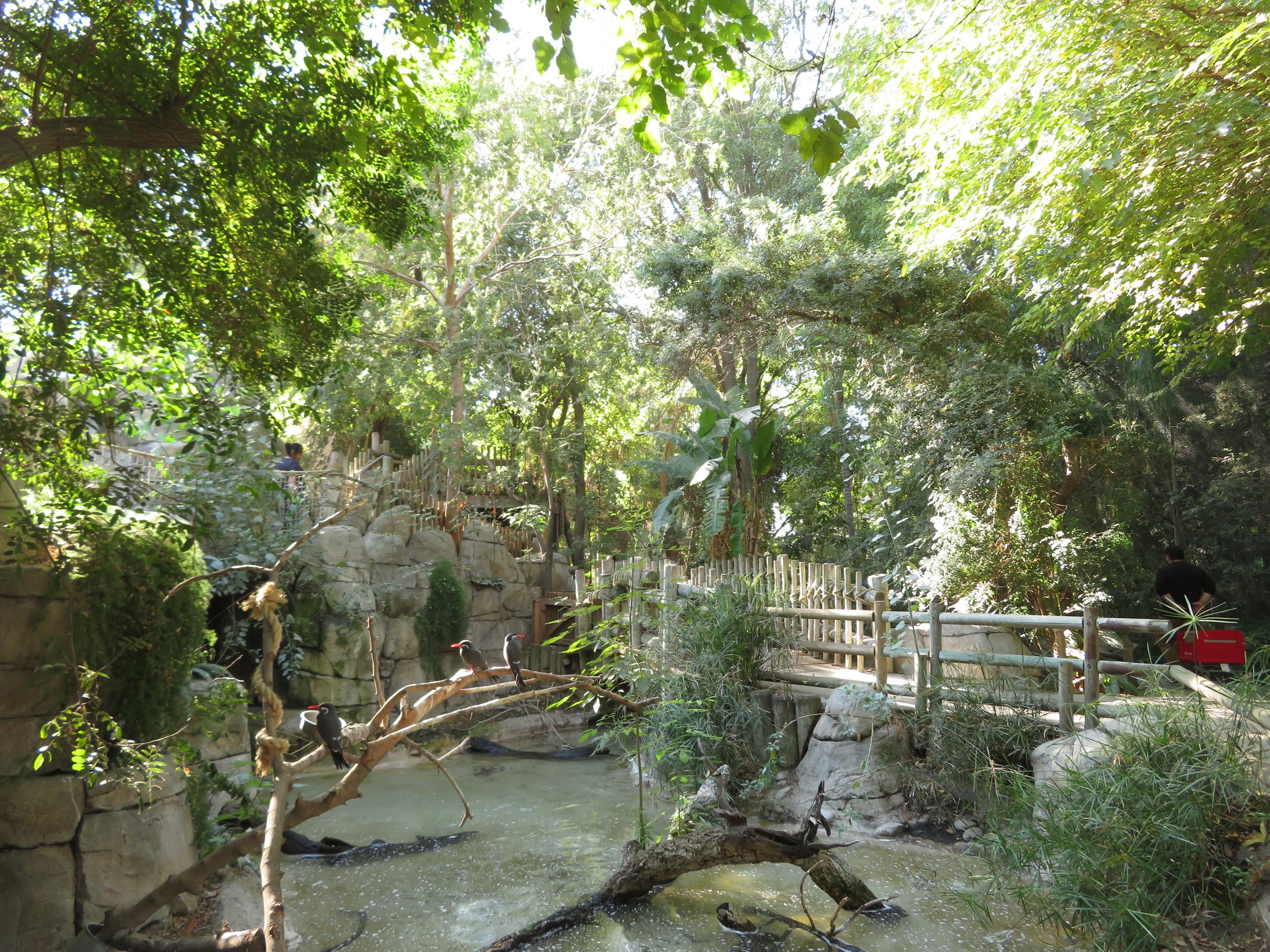 Tropical Rainforest Aviary
