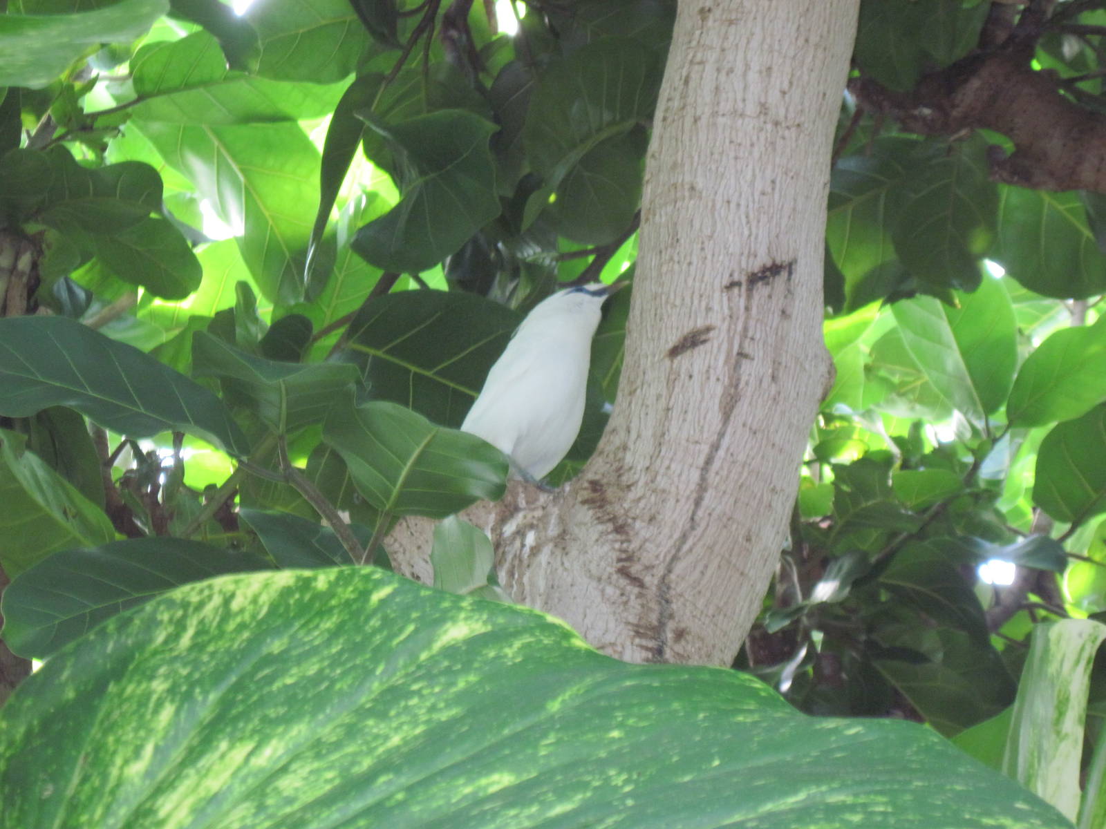 Tropical Rainforest-Bali Mynah