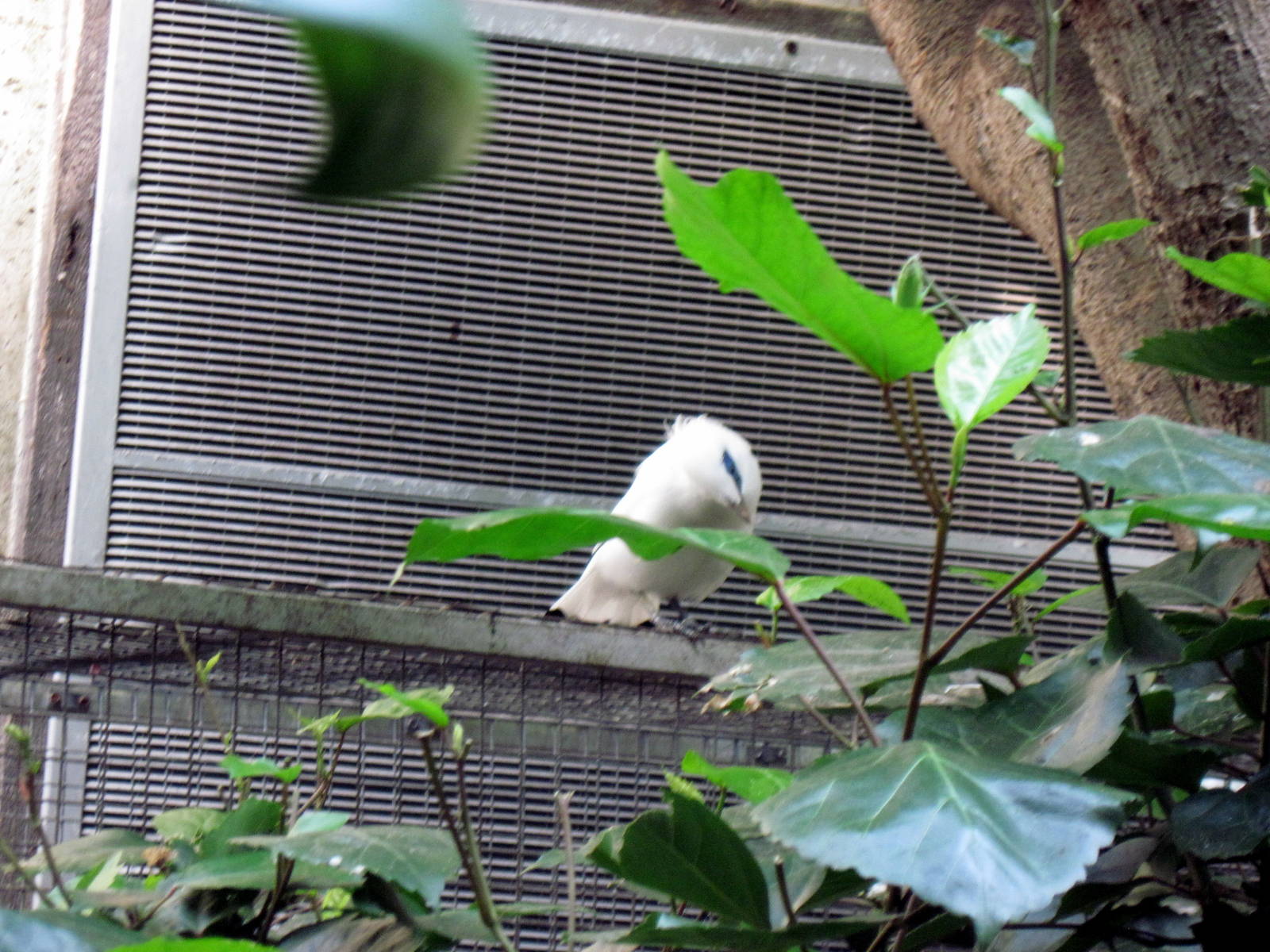 Tropical Rainforest-Bali Mynah