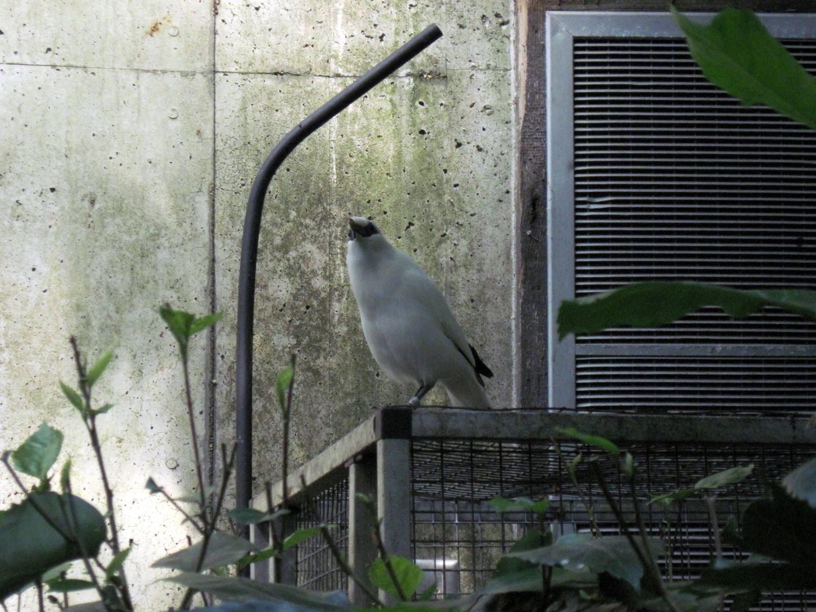 Tropical Rainforest-Bali Mynah
