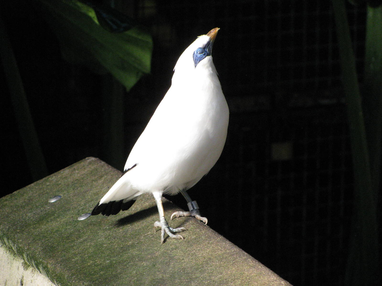 Tropical Rainforest-Bali Mynah