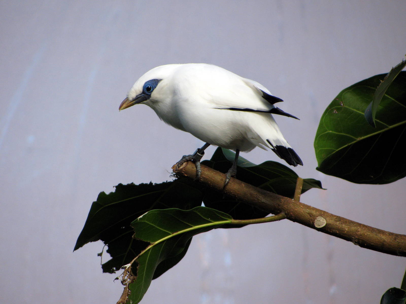 Tropical Rainforest-Bali Mynah