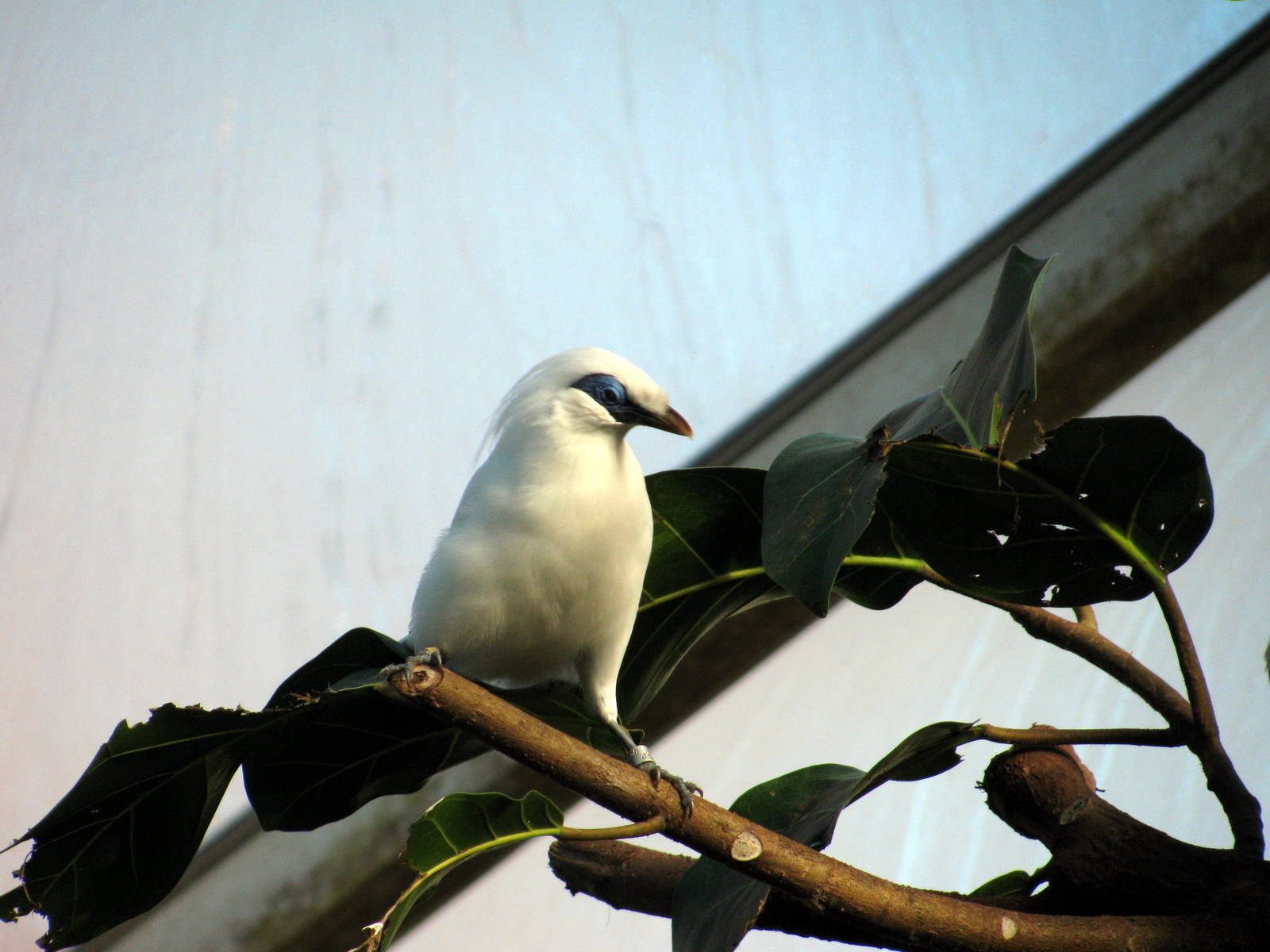 Tropical Rainforest-Bali Mynah