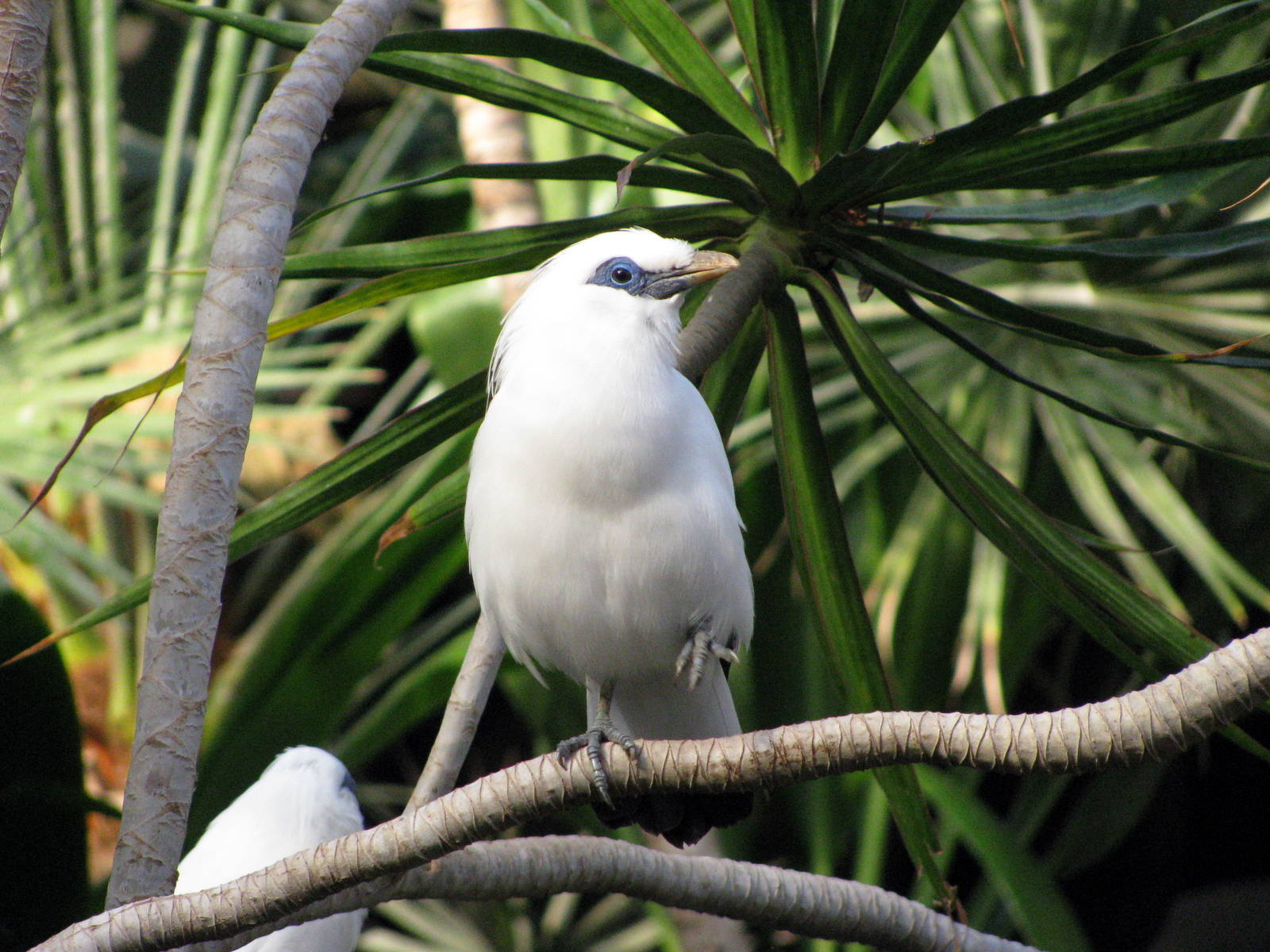Tropical Rainforest- Bali Mynah