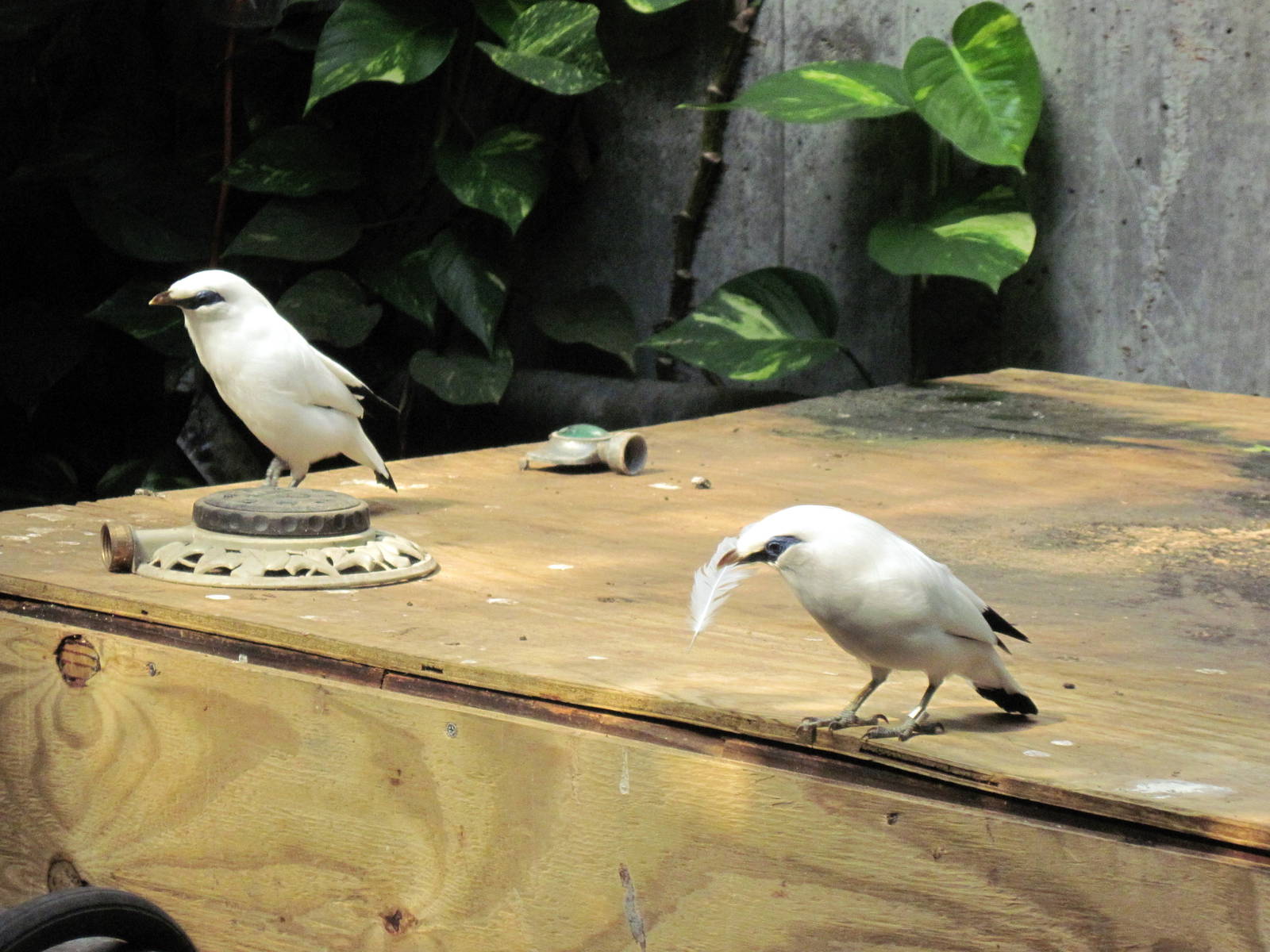 Tropical Rainforest-Bali Mynahs