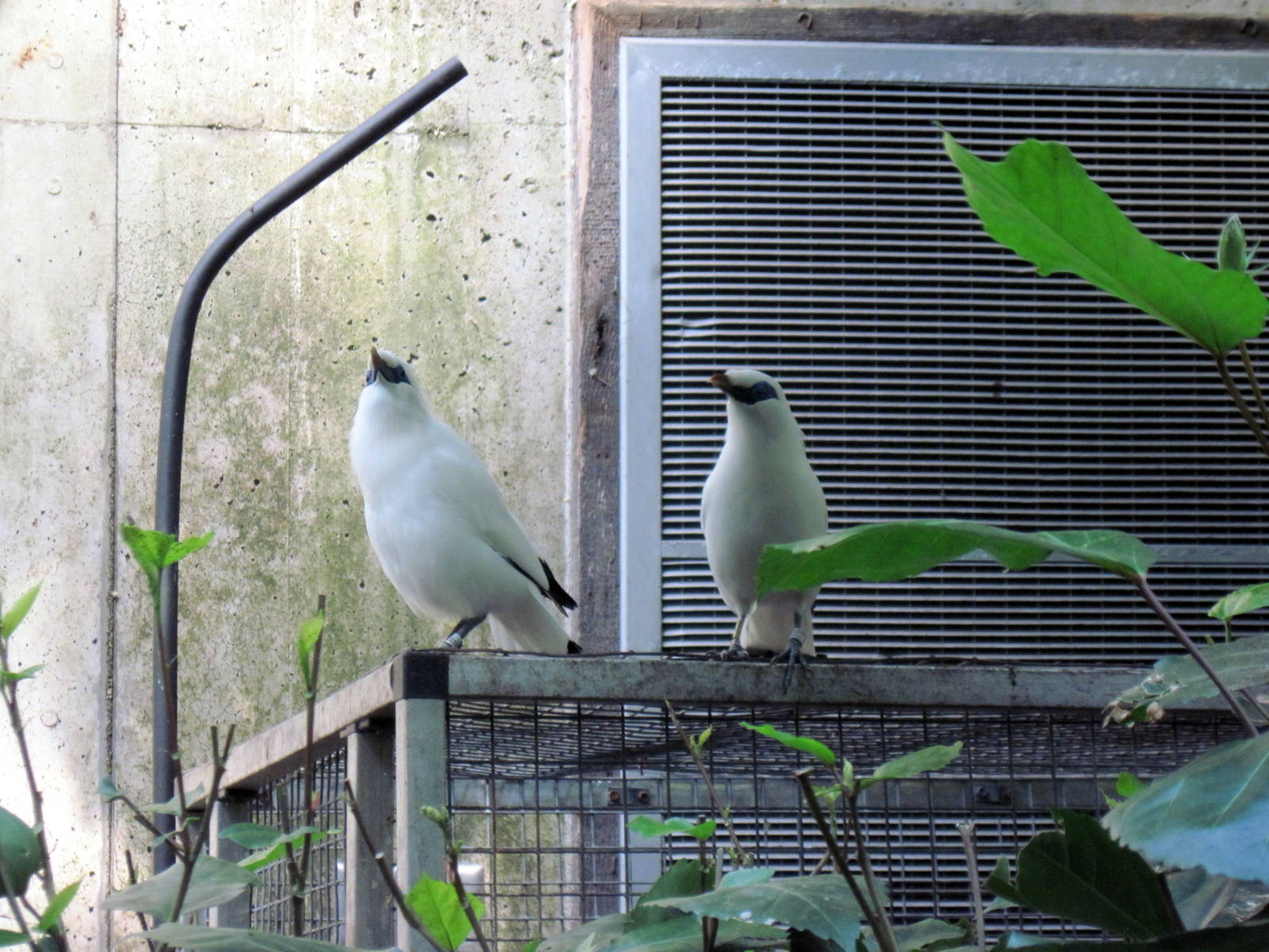 Tropical Rainforest-Bali Mynahs