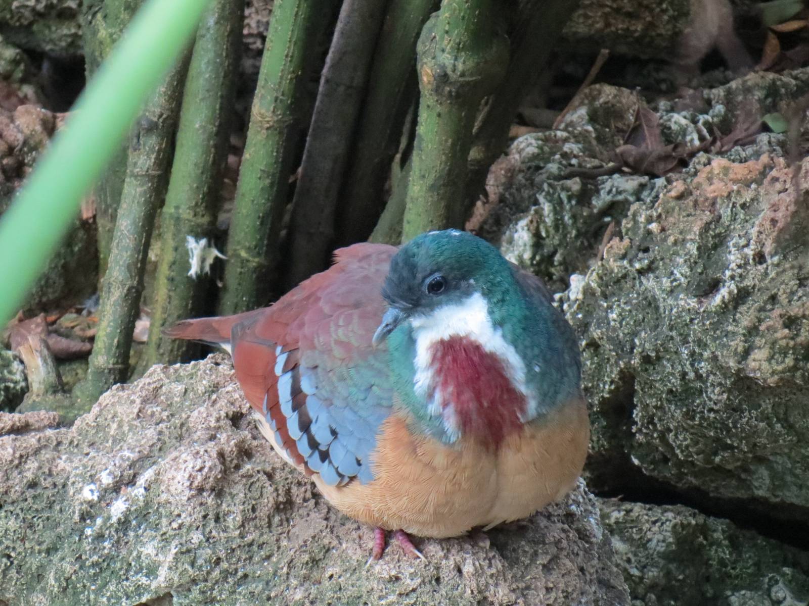 Tropical Rainforest - Bartlett's Bleeding Heart