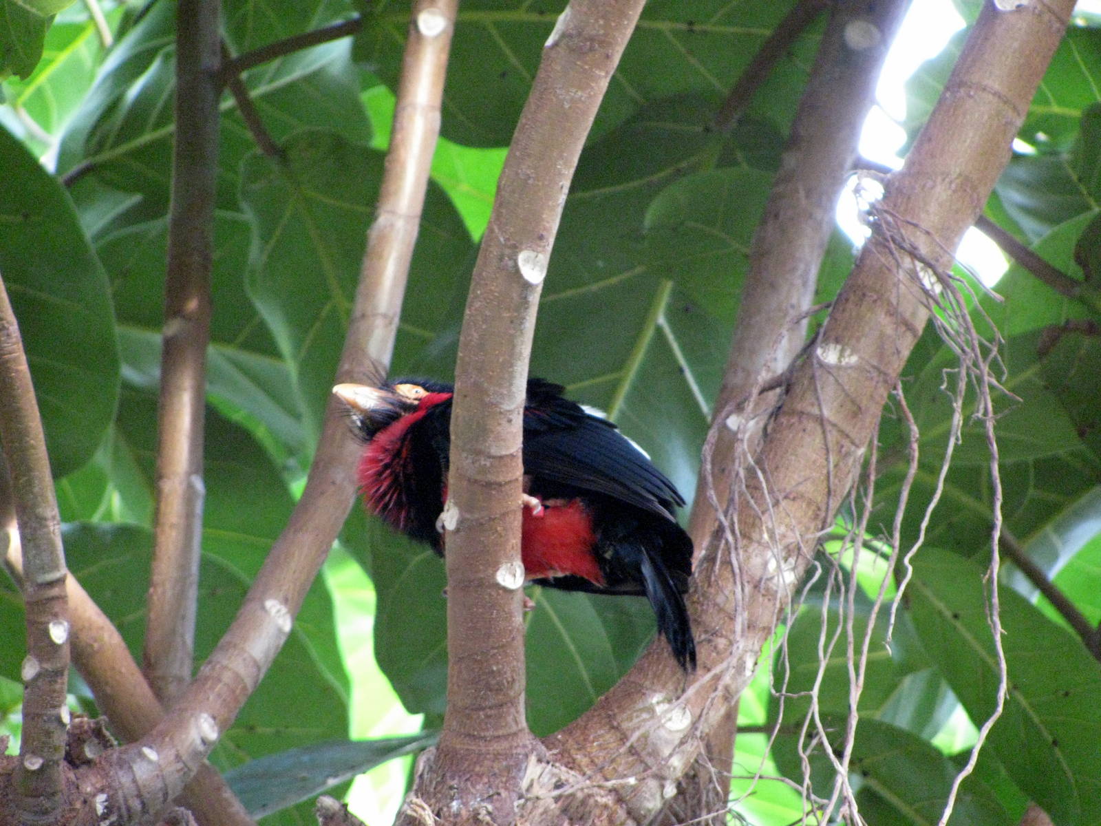 Tropical Rainforest-Bearded Barbet