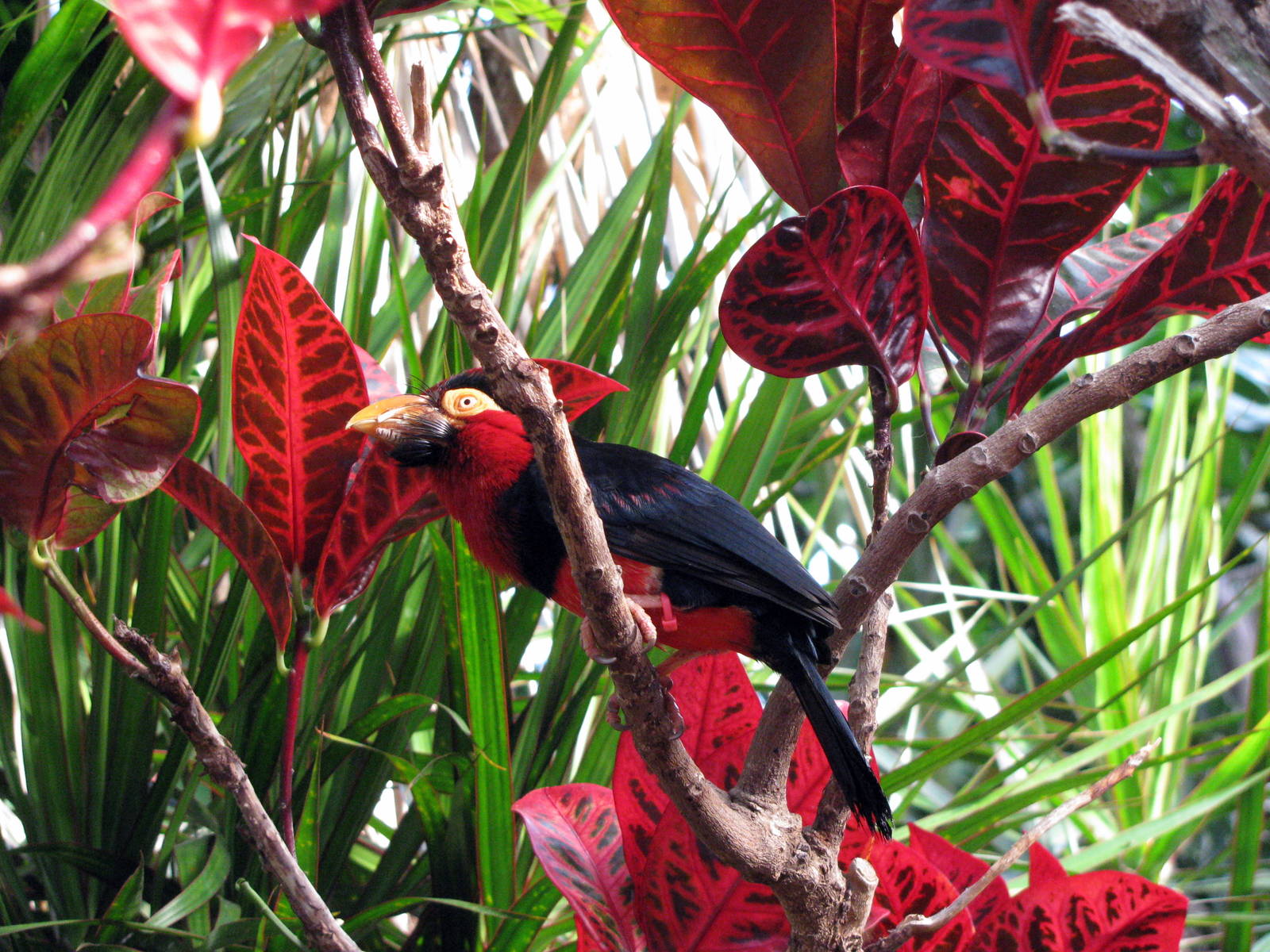 Tropical Rainforest-Bearded Barbet