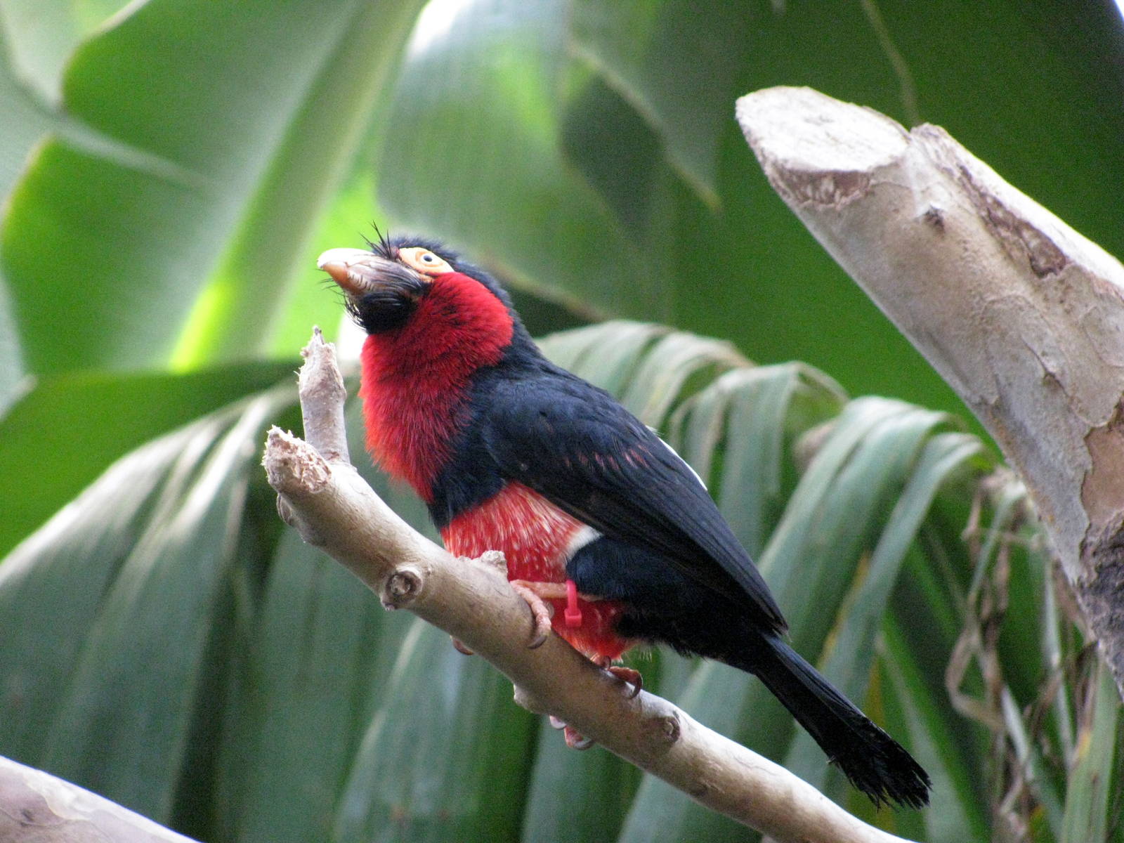 Tropical Rainforest-Bearded Barbet
